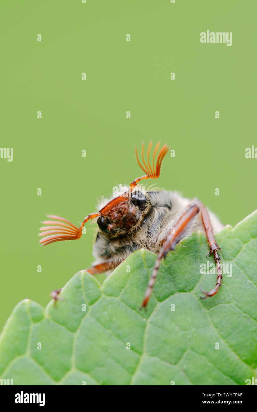 Feldscheuer (Melolontha melolontha), männlich, Nordrhein-Westfalen, Deutschland Stockfoto