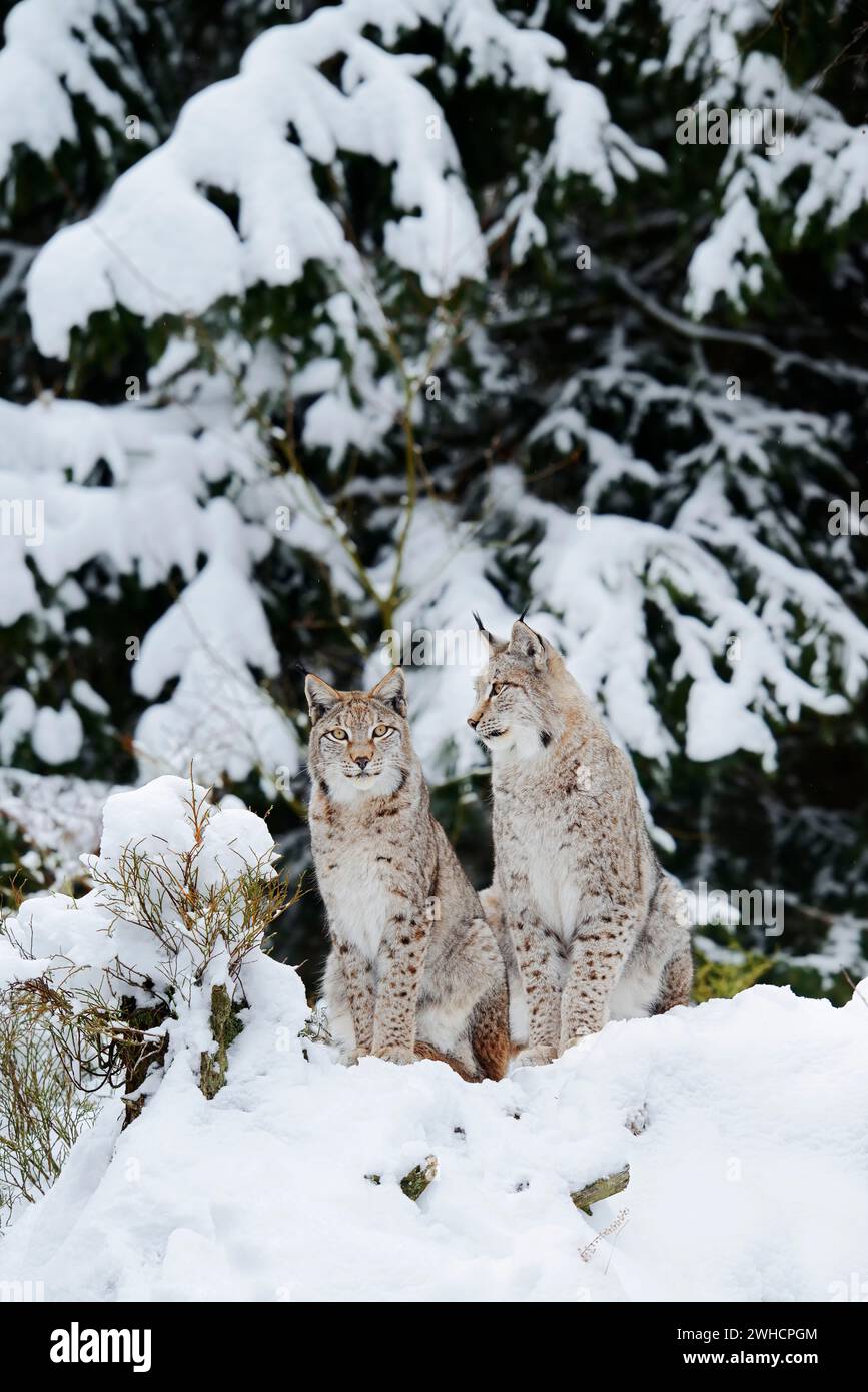 Eurasischer Luchs (Lynx Lynx) im winter Stockfoto