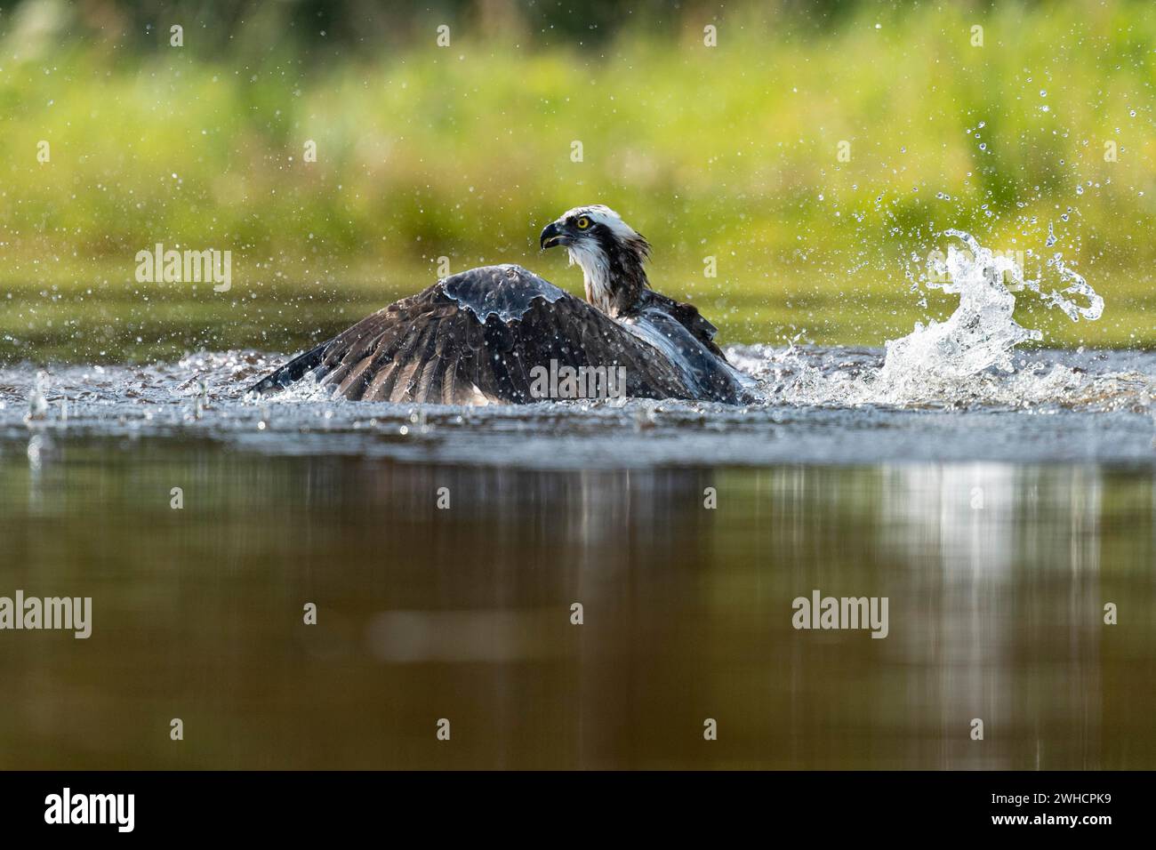 Jagd nach Westernschnabel (Pandion haliaetus), Aviemore, Schottland, Großbritannien Stockfoto