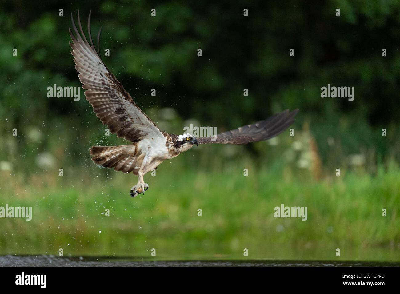 Jagd nach Westernschnabel (Pandion haliaetus), Aviemore, Schottland, Großbritannien Stockfoto