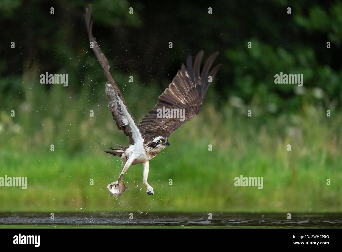 Jagd nach Westernschnabel (Pandion haliaetus), Aviemore, Schottland, Großbritannien Stockfoto