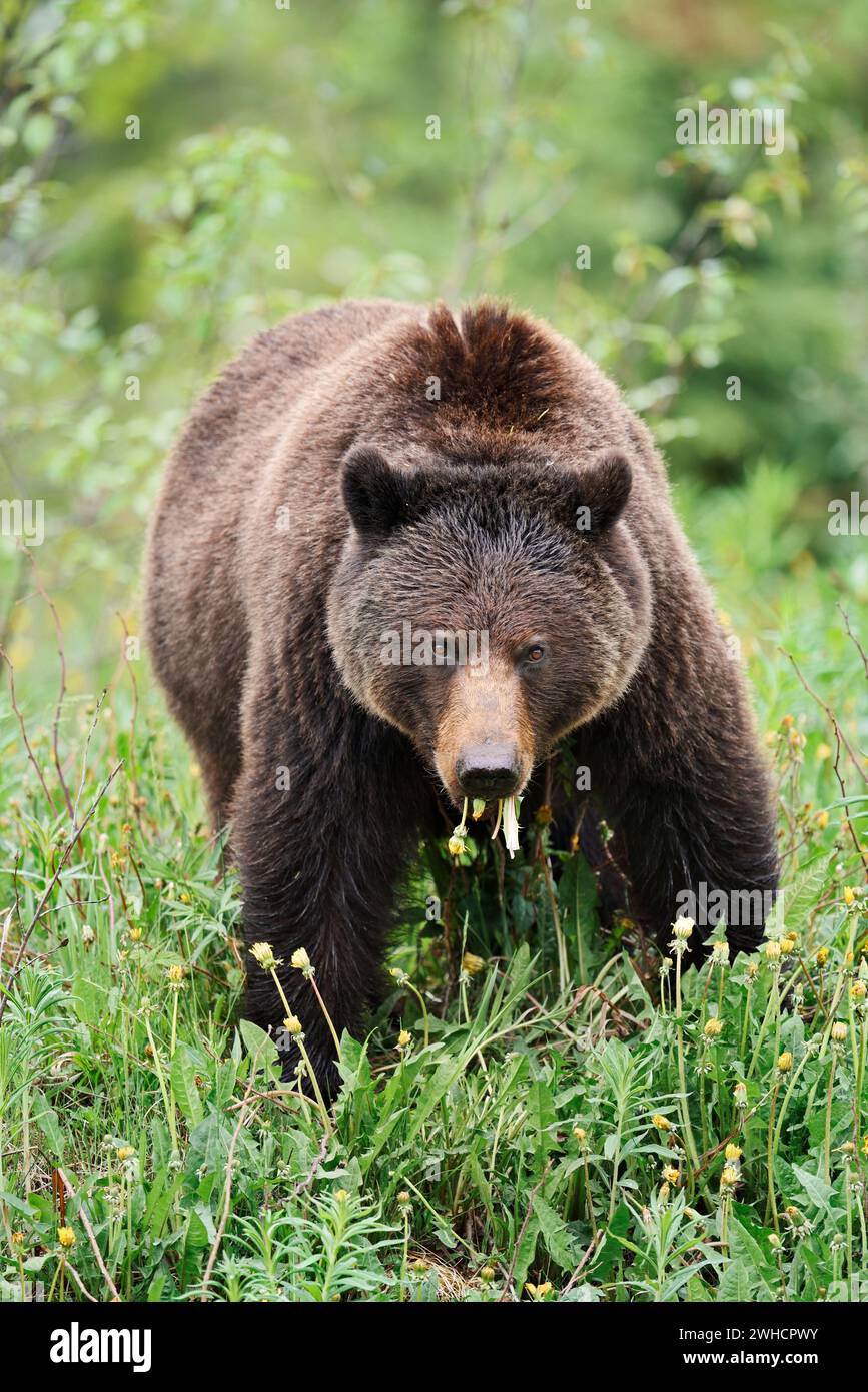 Grizzlybär (Ursus arctos horribilis) isst Pflanzen, Jasper National Park, Alberta, Kanada Stockfoto