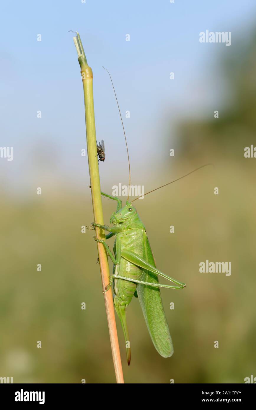 Grüner Heumacher (Tettigonia viridissima), weiblich, Nordrhein-Westfalen, Deutschland Stockfoto