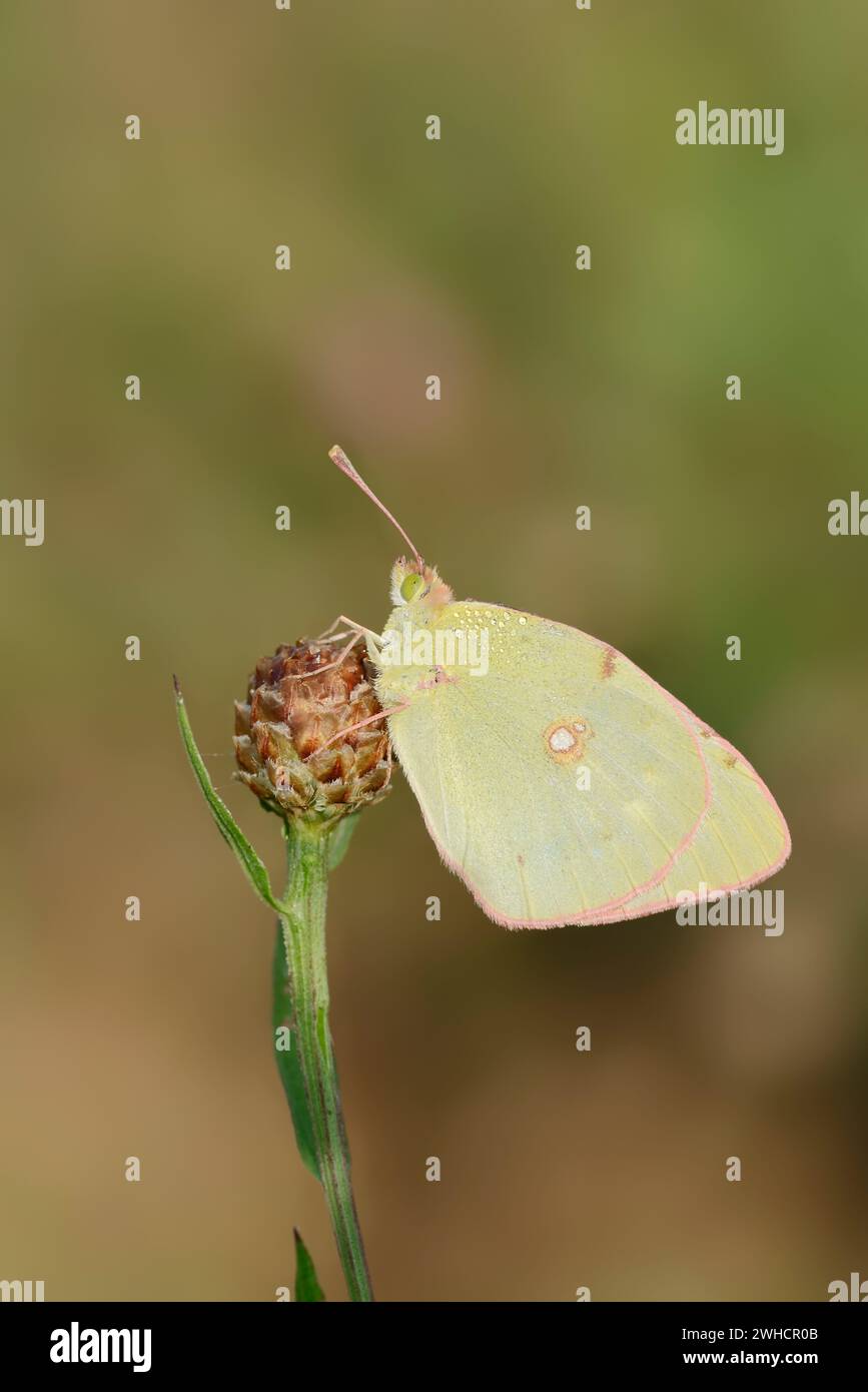 Golden Eight (Colias hyale), Nordrhein-Westfalen, Deutschland Stockfoto