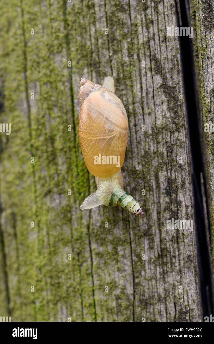 Bernsteinschnecke (Succinea putris) mit Saugwürmer (Leucochloridium paradoxum), Nordrhein-Westfalen, Deutschland Stockfoto