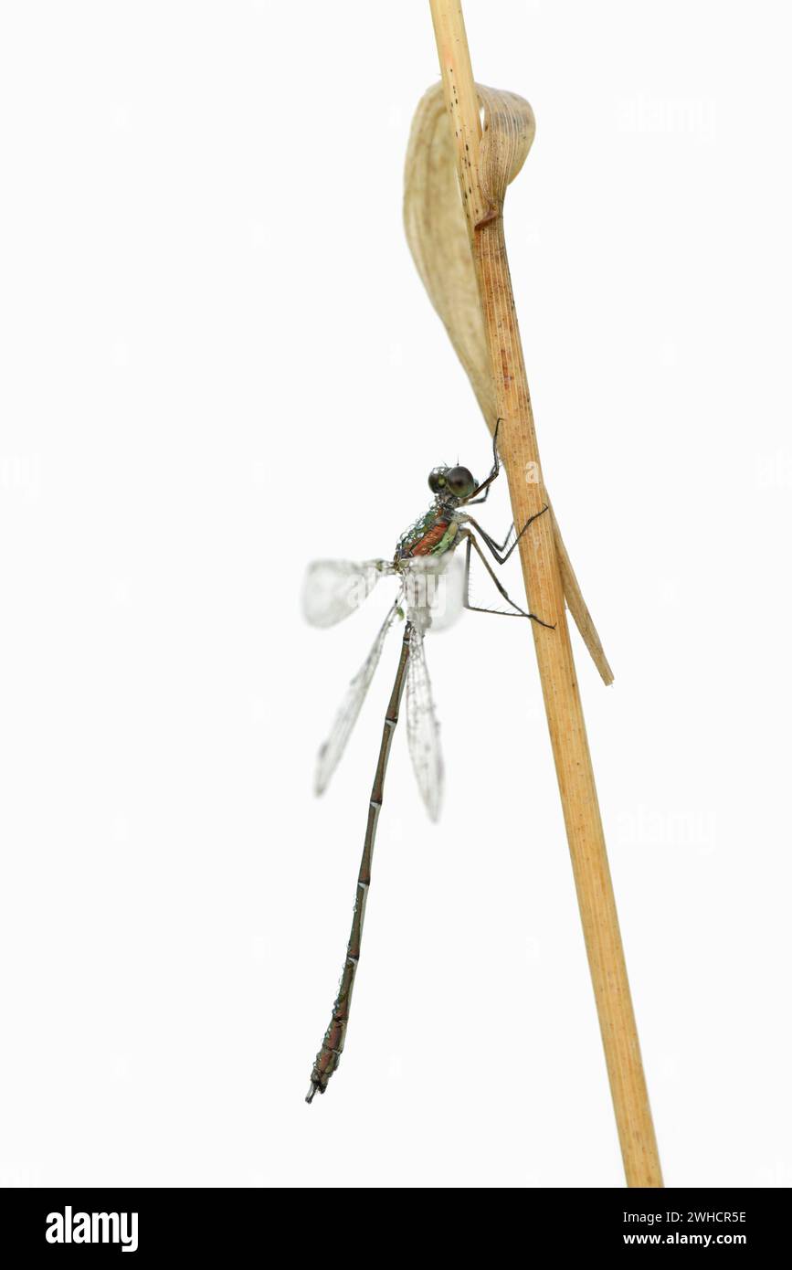 Weidenkraut (Chalcolestes viridis), männlich, Nordrhein-Westfalen, Deutschland Stockfoto