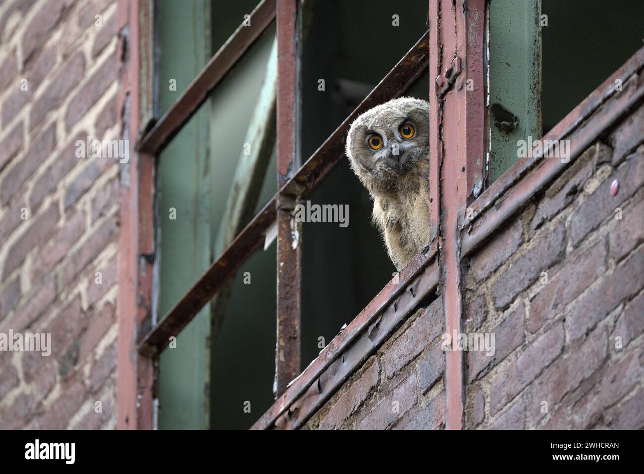 Eurasischer Uhu (Bubo bubo), Jungvogel, in einem alten Fensterrahmen, Industriegebäude, Zeche Ewald, Herten, Ruhrgebiet, Nord Stockfoto Eurasischer Uhu (Bubo bubo), Jungvogel, in einem alten Fensterrahmen, Industriegebäude, Zeche Ewald, Herten, Ruhrgebiet, Nord Stockfoto
