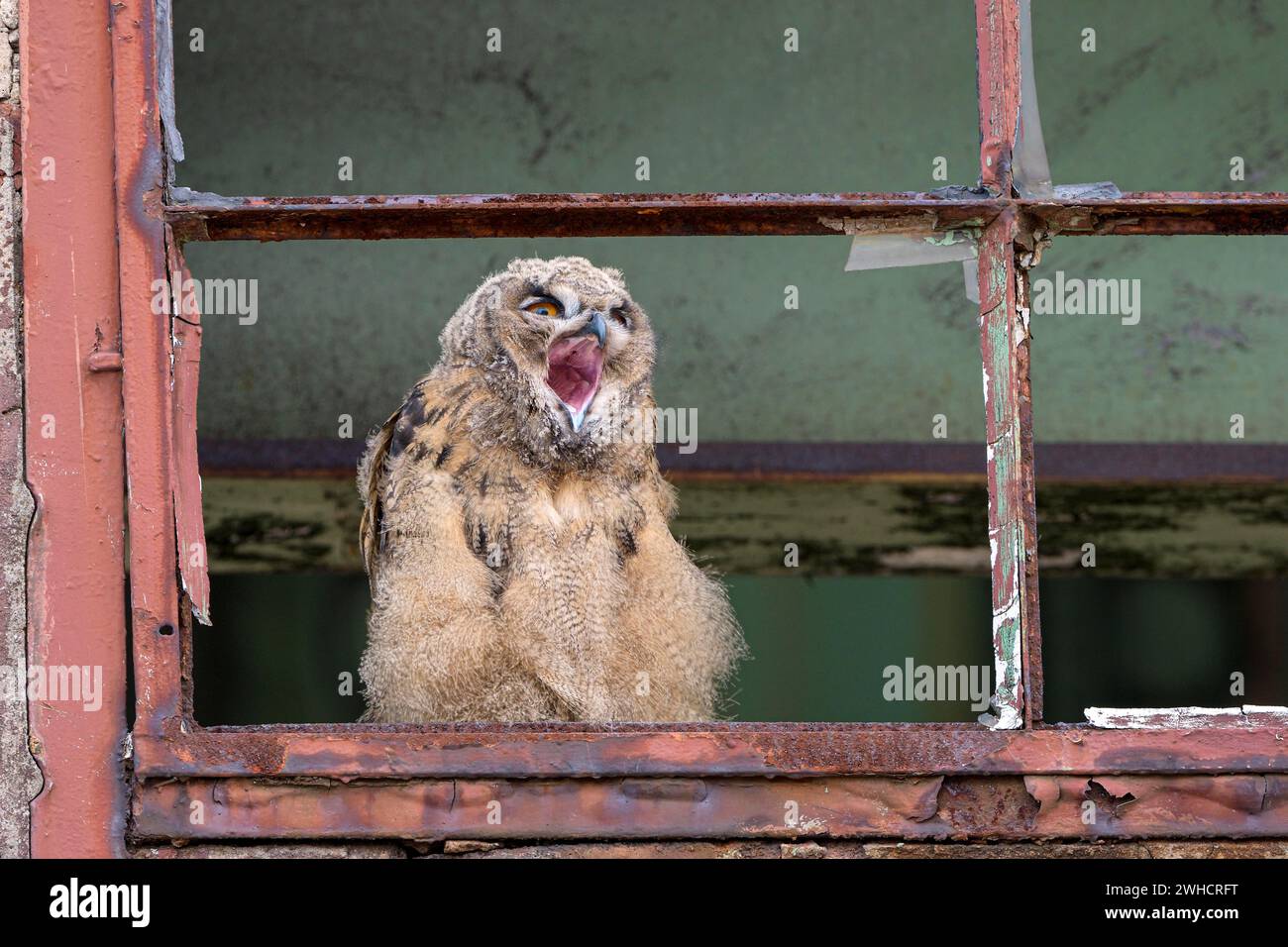 Eurasischer Uhu (Bubo bubo), Jungvögel, Gähnen, in einem alten Fensterrahmen, Industrieöde, Zeche Ewald, Herten, Ruhrgebiet, Nord Stockfoto Eurasischer Uhu (Bubo bubo), Jungvögel, Gähnen, in einem alten Fensterrahmen, Industrieöde, Zeche Ewald, Herten, Ruhrgebiet, Nord Stockfoto