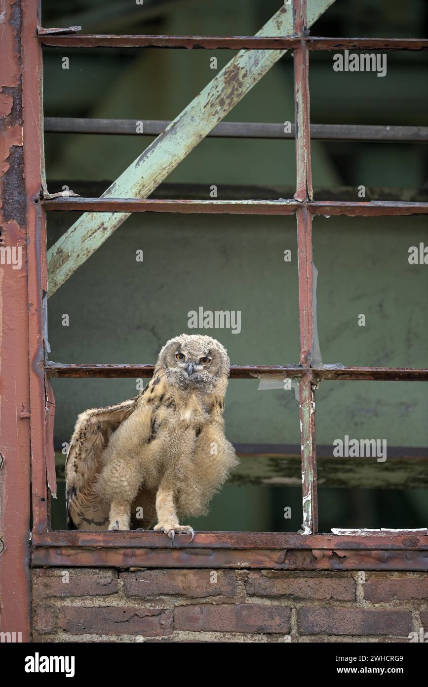 Eurasischer Uhu (Bubo bubo), jung, seine Flügel ausdehnend, in einem alten Fensterrahmen, industrielles Ödland, Zeche Ewald, Herten, Ruhrgebiet Stockfoto