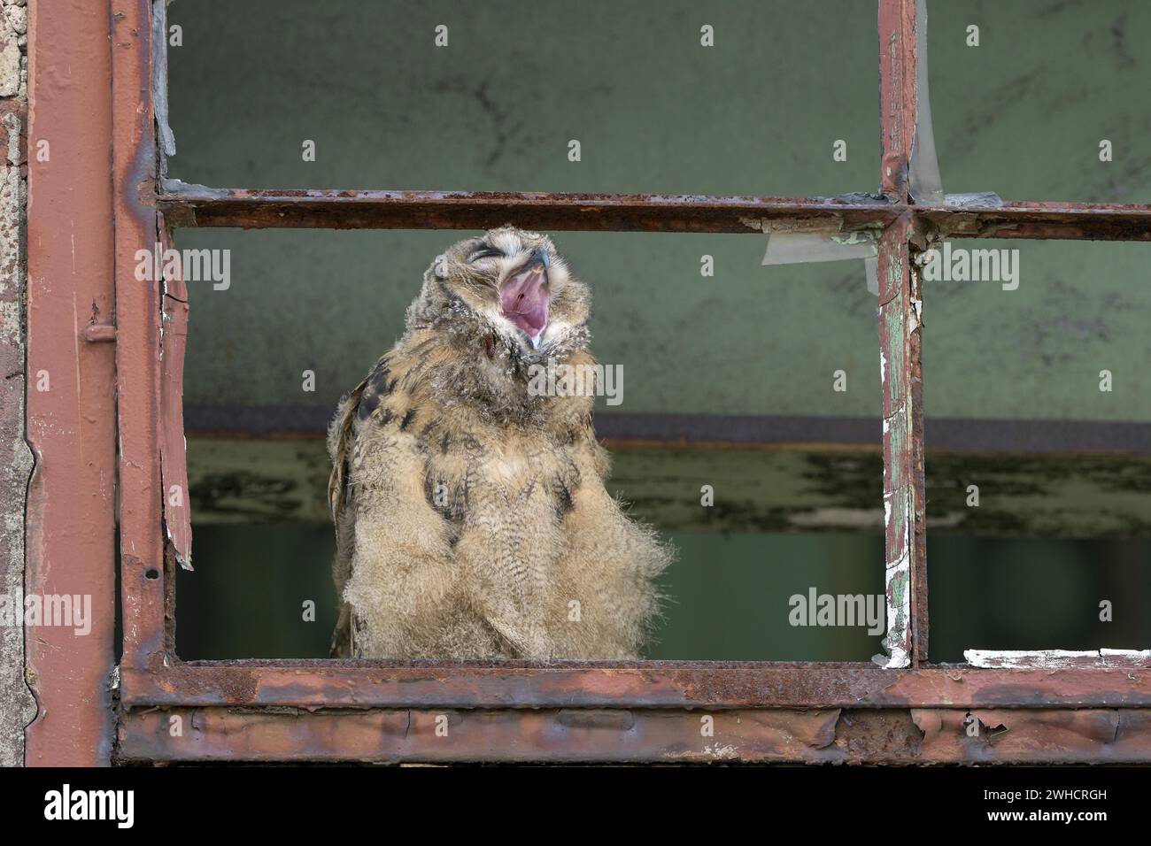 Eurasischer Uhu (Bubo bubo), Jungvögel, Gähnen, in einem alten Fensterrahmen, Industrieöde, Zeche Ewald, Herten, Ruhrgebiet, Nord Stockfoto Eurasischer Uhu (Bubo bubo), Jungvögel, Gähnen, in einem alten Fensterrahmen, Industrieöde, Zeche Ewald, Herten, Ruhrgebiet, Nord Stockfoto