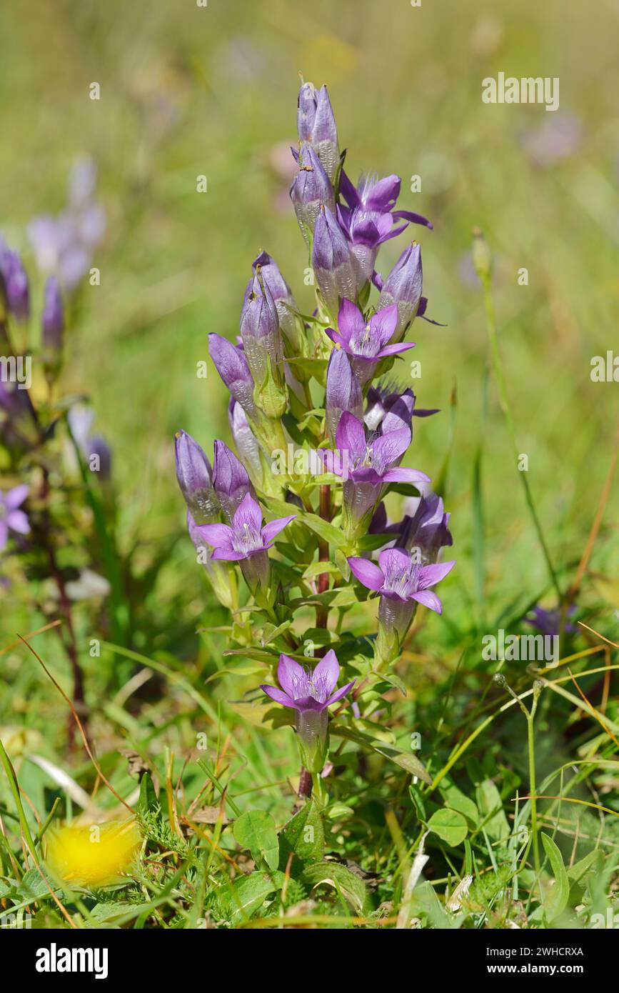 Deutscher Fransenzian oder Deutscher Kranz Enzian (Gentianella germanica), Bayern, Deutschland Stockfoto