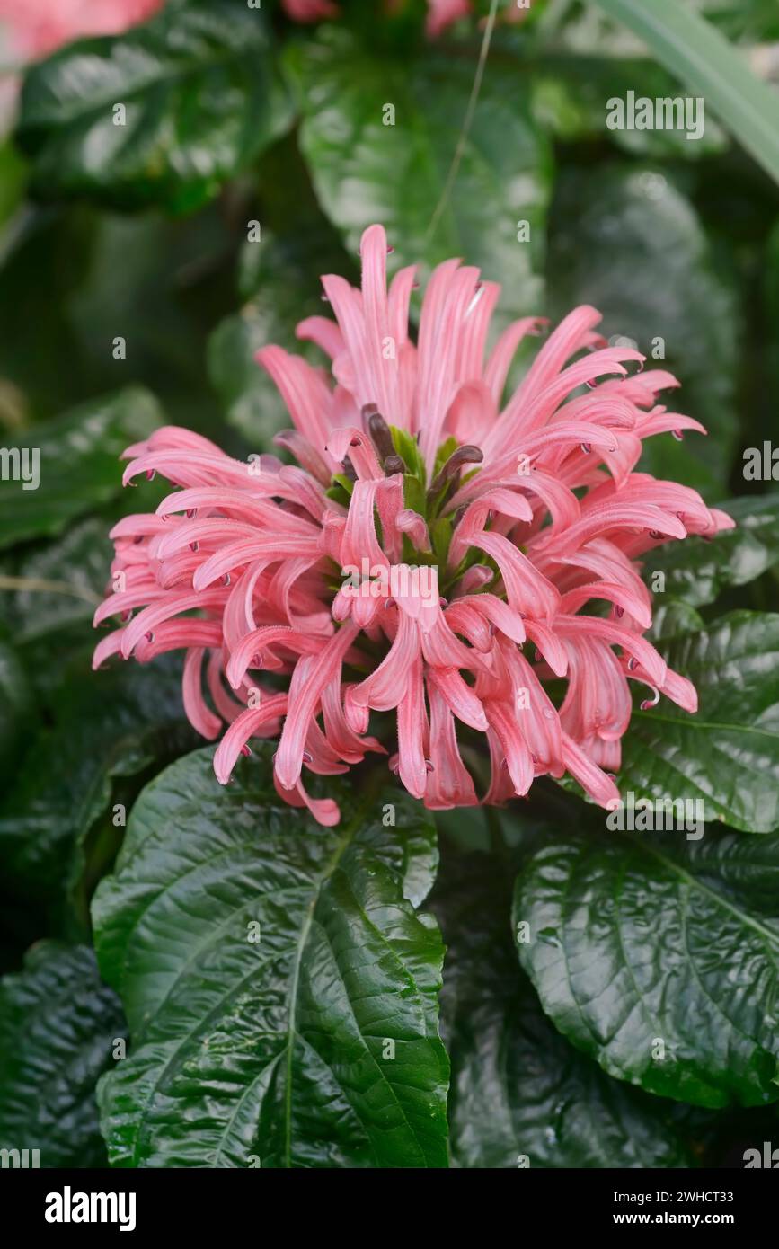 Jacobinia (Justicia carnea) oder brasilianische Justicia, Zierpflanze, Herkunft aus Südamerika Stockfoto