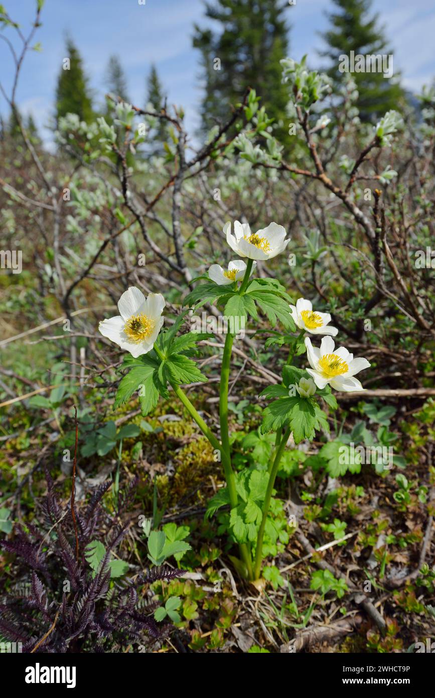 Westliche Pasque Blume (Anemone occidentalis), Banff National Park, Alberta, Kanada Stockfoto