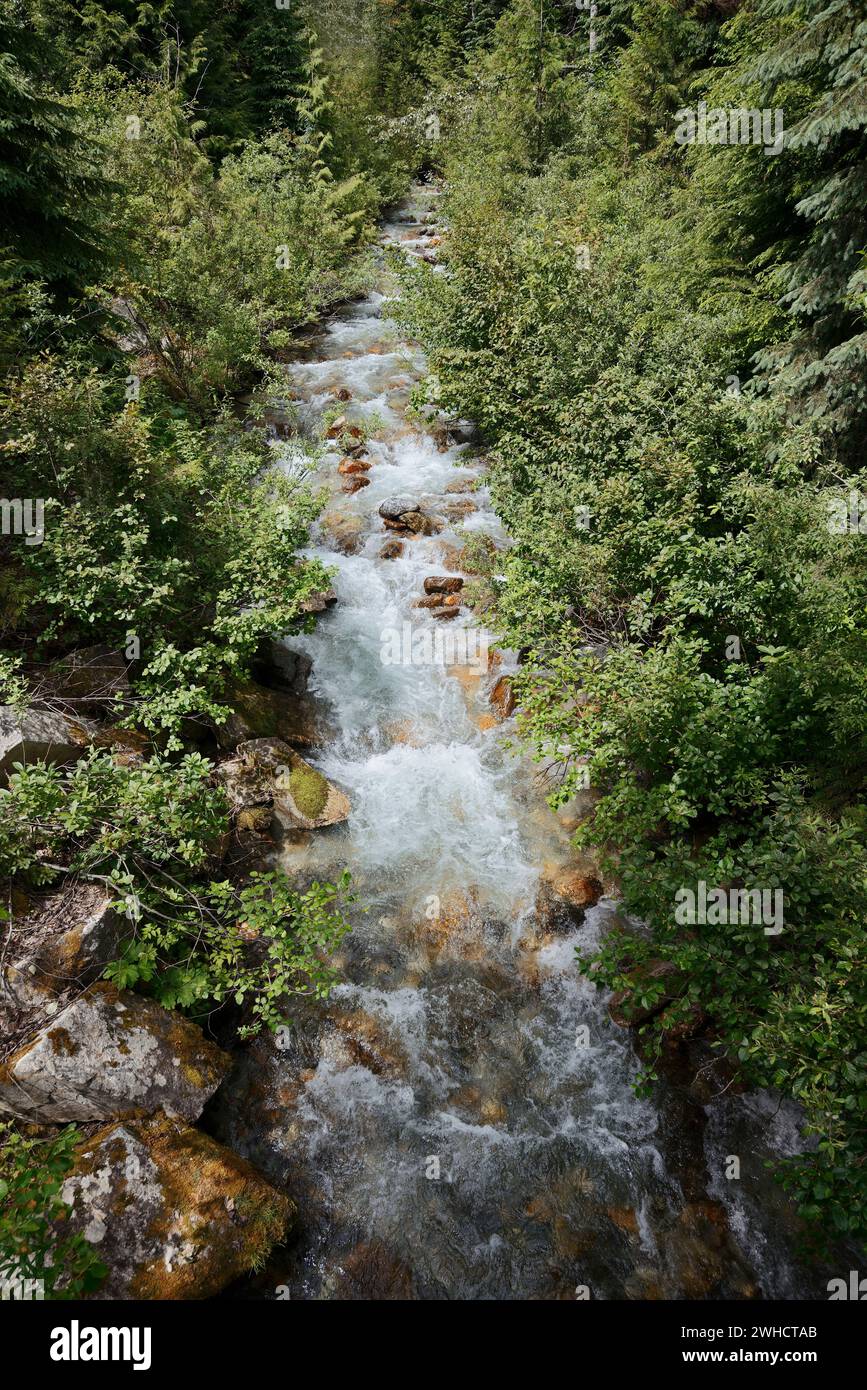 Brook, Skunk Cabbage Trail, Mount Revelstoke National Park, British Columbia, Kanada Stockfoto