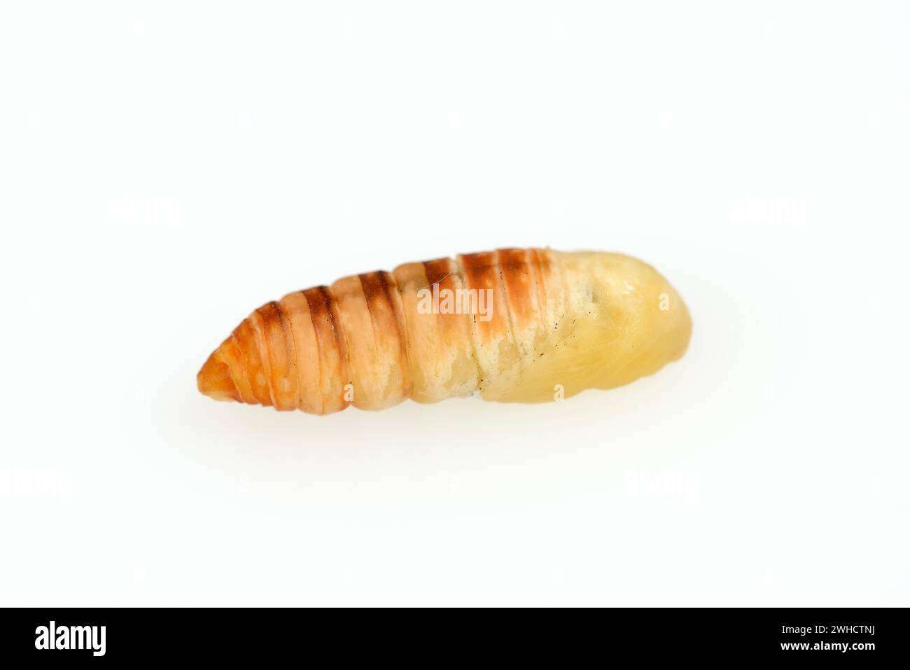 Baum Gottes Spinner oder Ailanthus Spinner (Samia cynthia), Puppe Stockfoto