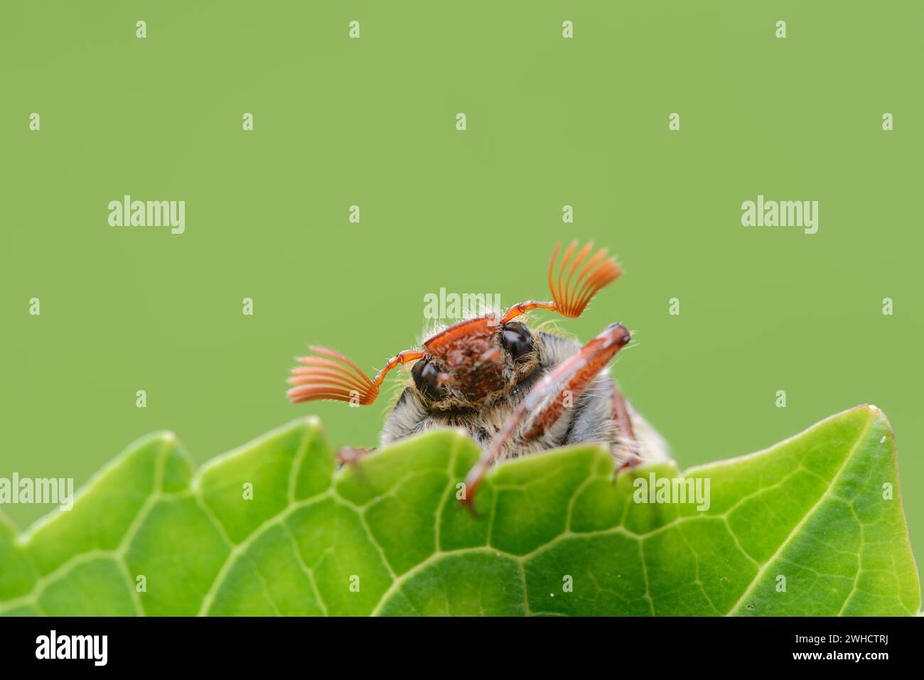 Feldscheuer (Melolontha melolontha), männlich, Nordrhein-Westfalen, Deutschland Stockfoto