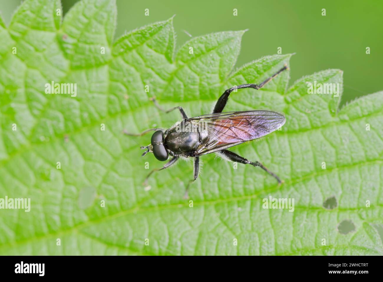 Rotholzkeule hoverfly oder schwarzbeiniger langhauchschwebfliege (Brachypalpoides lentus), Nordrhein-Westfalen, Deutschland Stockfoto