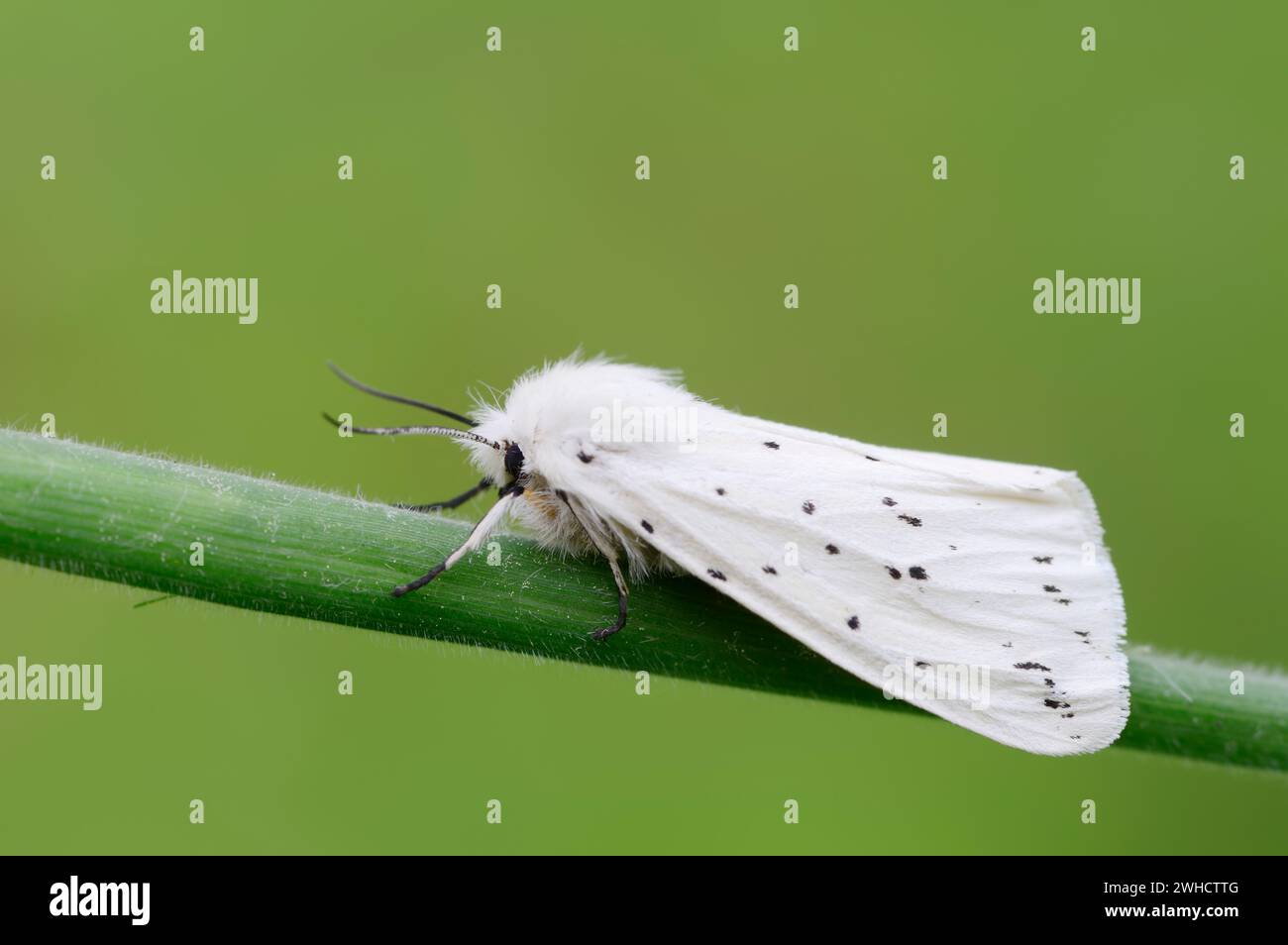 Weißhermelin (Spilosoma öcipeda), Nordrhein-Westfalen, Deutschland Stockfoto