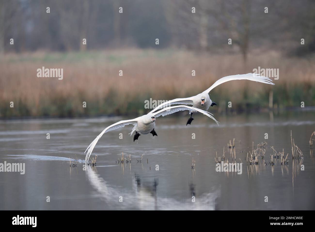 Stummschwäne (Cygnus olor), Nordrhein-Westfalen, Deutschland Stockfoto