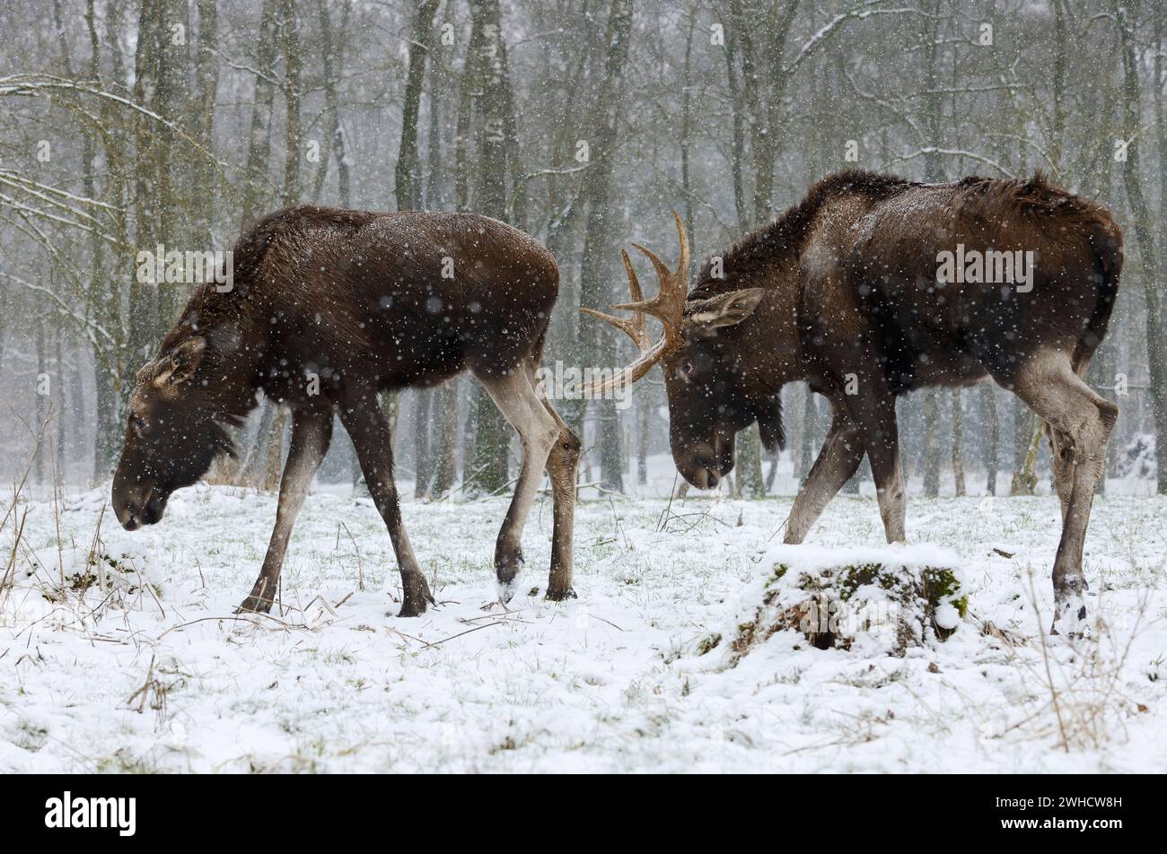 Europäische Elche (Alces alces alces), Stier- und Kuhelche im Winter Stockfoto