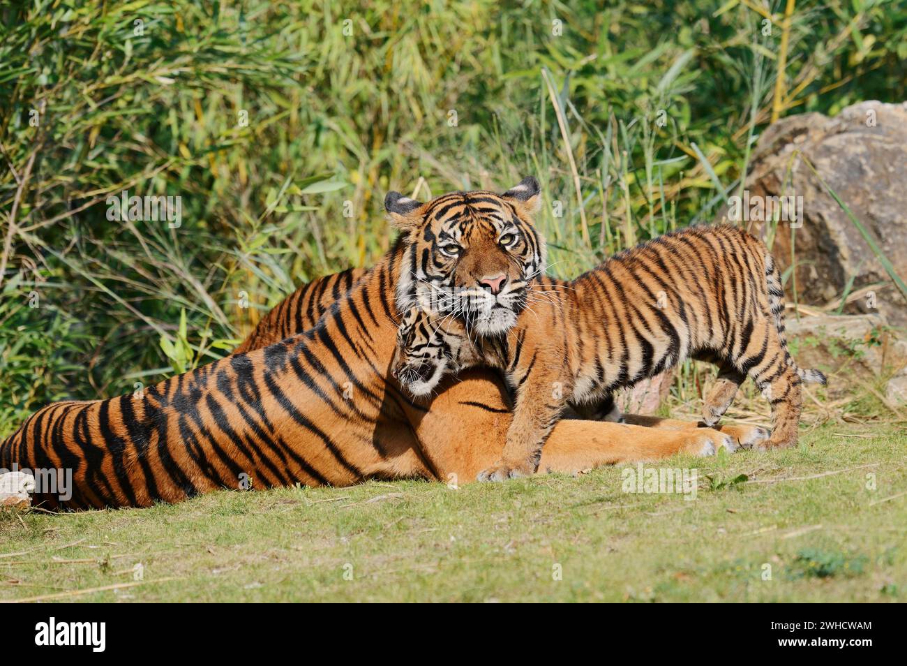 Sumatra-Tiger (Panthera tigris sumatrae), Weibchen mit Jungtier, auf Sumatra vorkommt Stockfoto