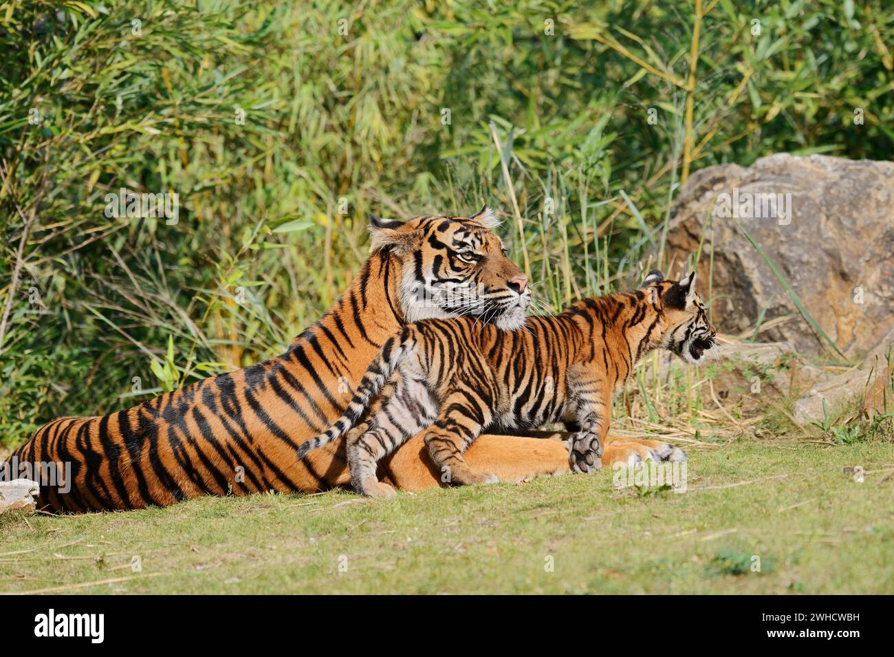 Sumatra-Tiger (Panthera tigris sumatrae), Weibchen mit Jungtier, auf Sumatra vorkommt Stockfoto