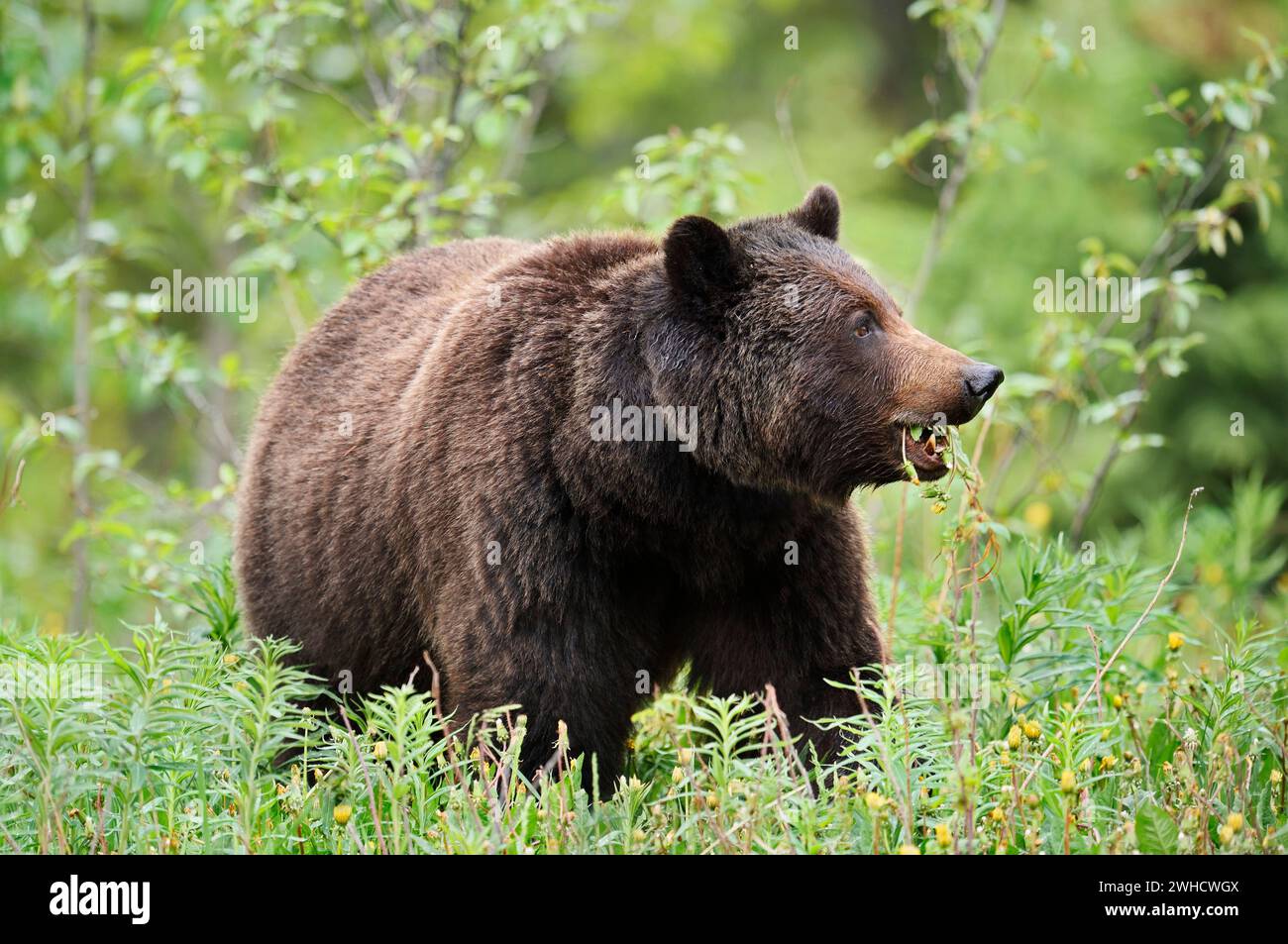 Grizzlybär (Ursus arctos horribilis) isst Pflanzen, Jasper National Park, Alberta, Kanada Stockfoto