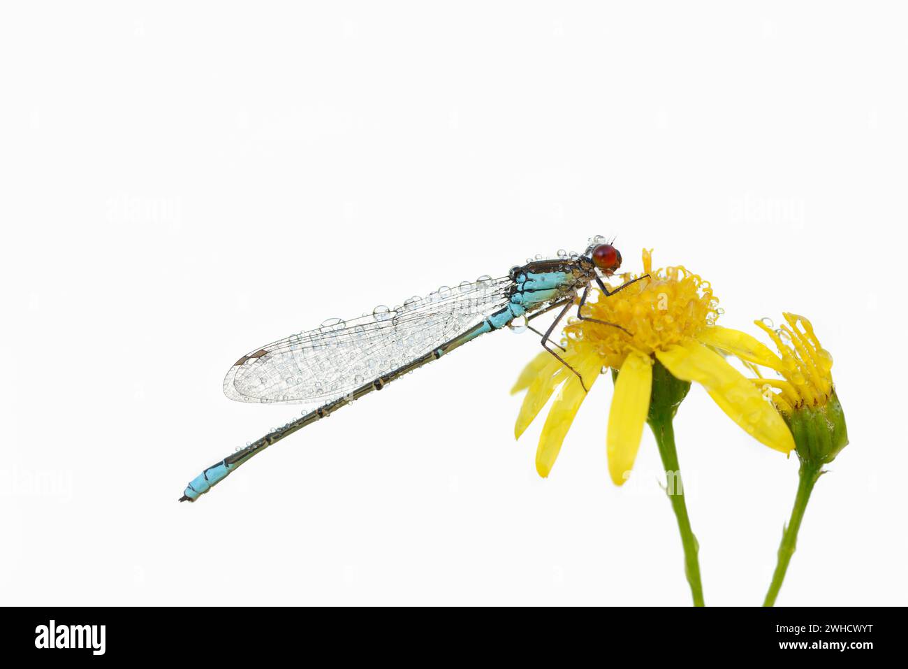 Kleiner Granatapfel (Erythromma viridulum), männlich, Nordrhein-Westfalen, Deutschland Stockfoto