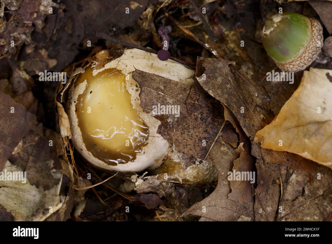 Stinkhorn (Phallus impudicus), Hexenei, Nordrhein-Westfalen, Deutschland Stockfoto