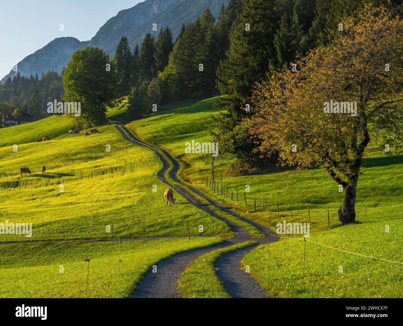 Wanderweg in den alpen von tirol (Österreich) Stockfoto