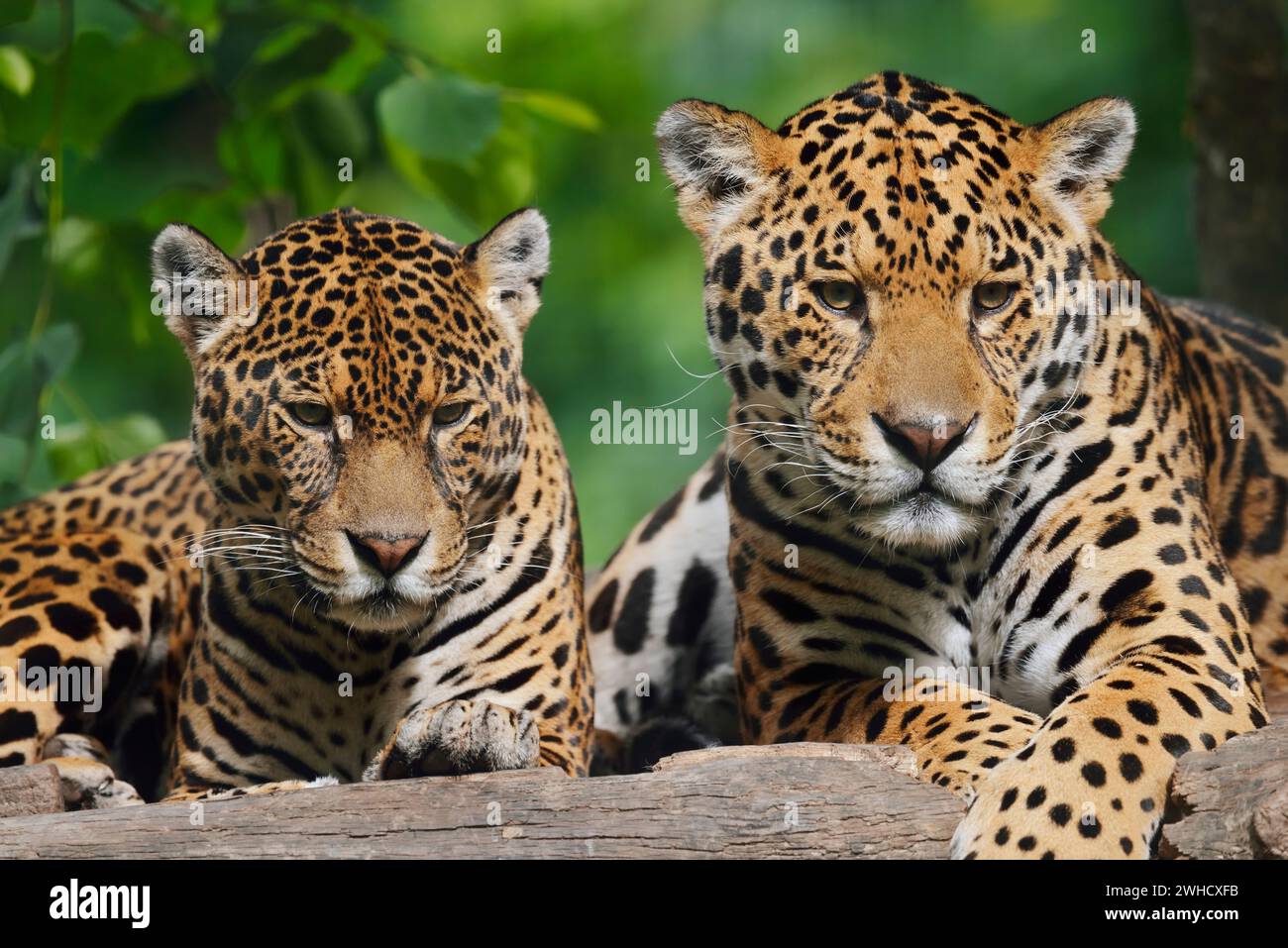 Jaguar (Panthera onca), männlich und weiblich, kommt in Mittel- und Südamerika vor Stockfoto