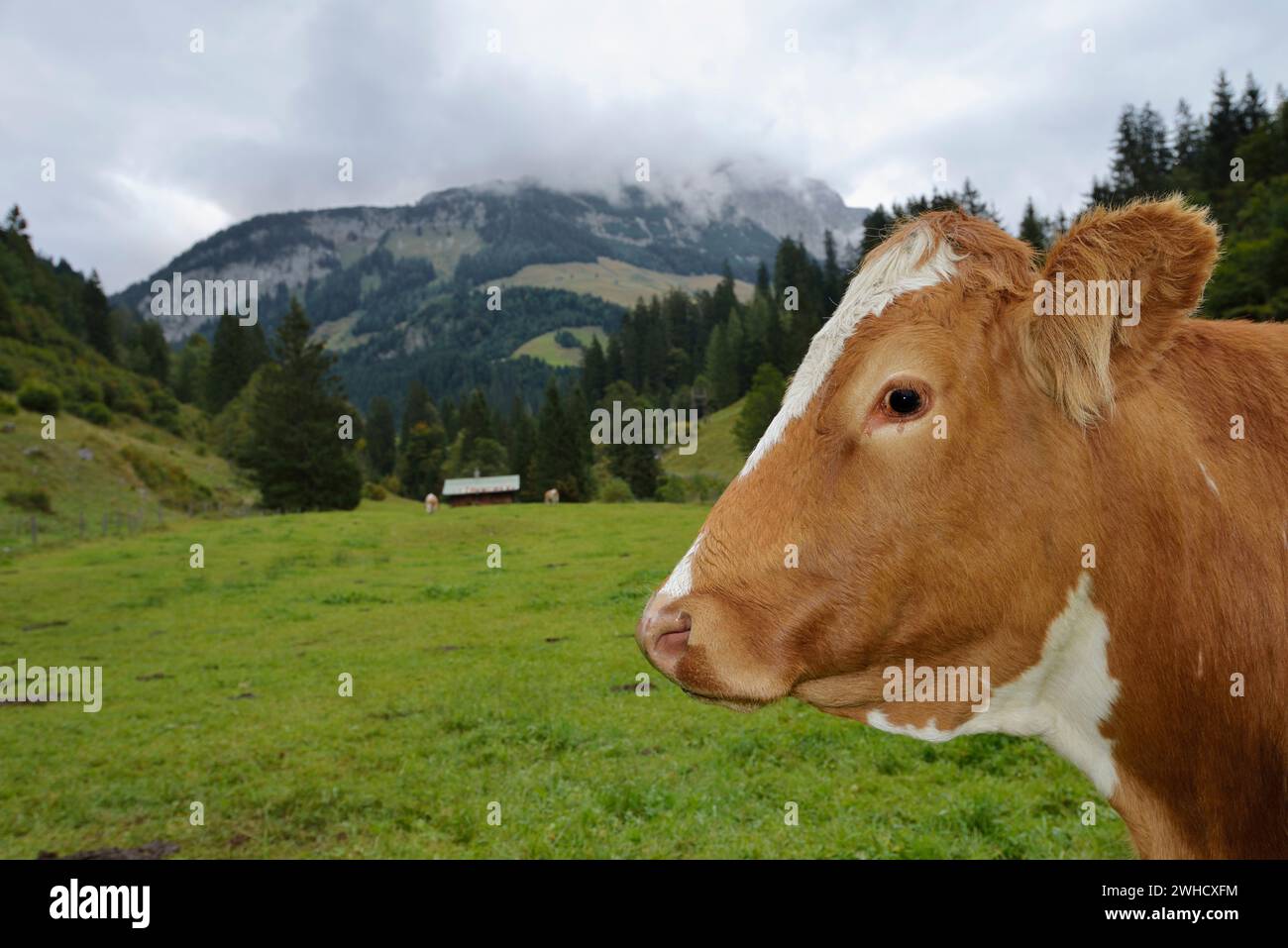 Hausrinder auf einer Almwiese im Salzburger Land, Österreich Stockfoto