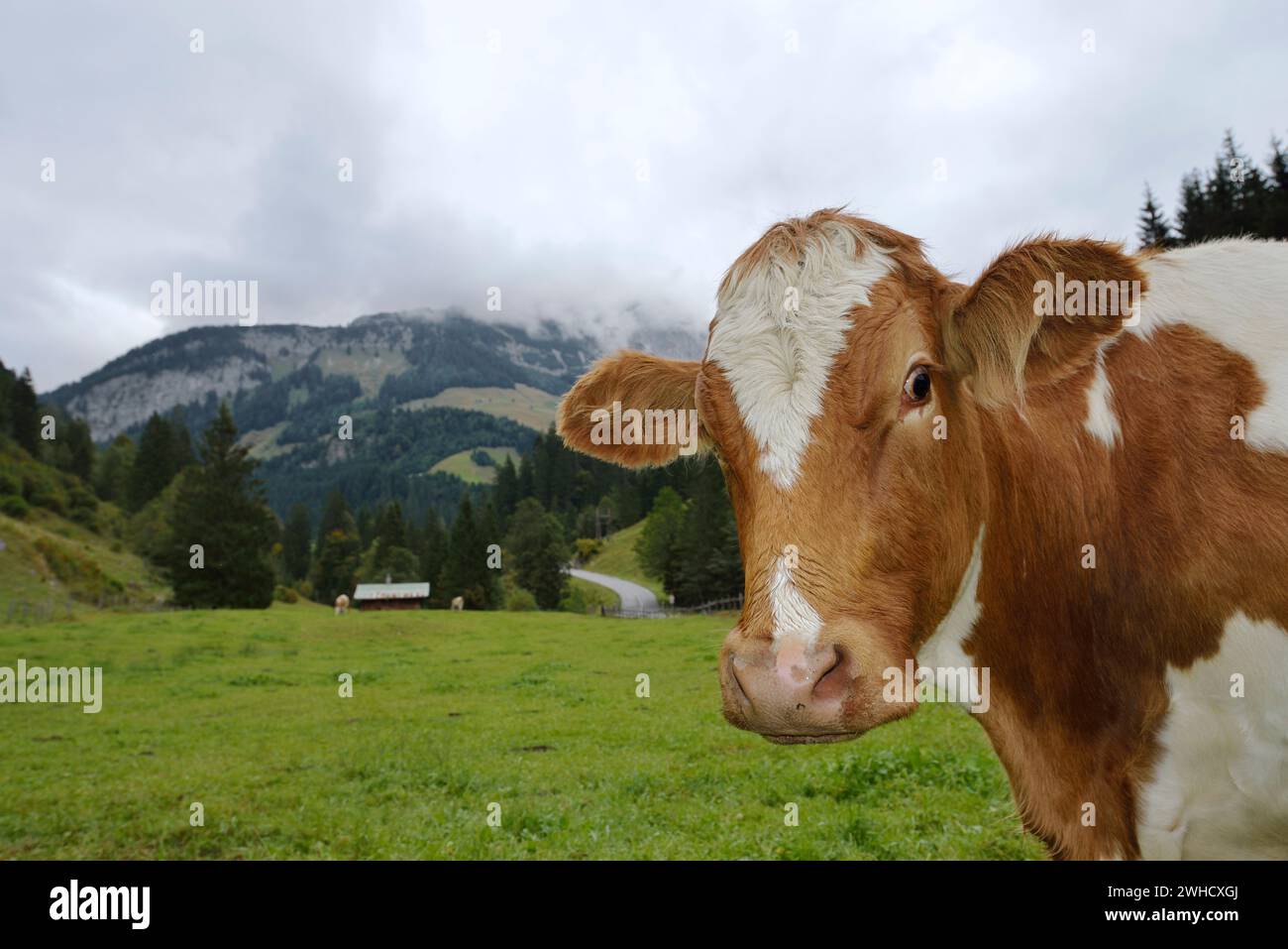 Hausrinder auf einer Almwiese im Salzburger Land, Österreich Stockfoto
