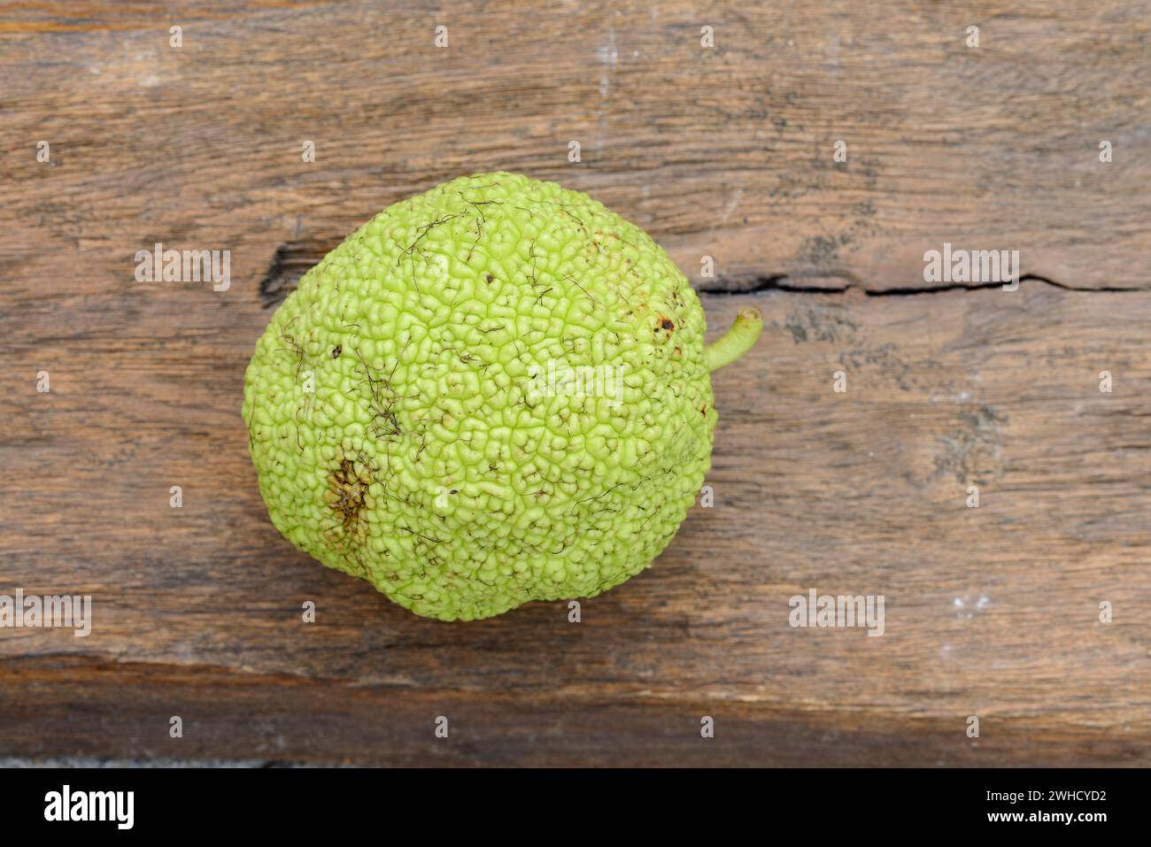 Milchorangenbaum (Maclura pomifera), Obst Stockfoto