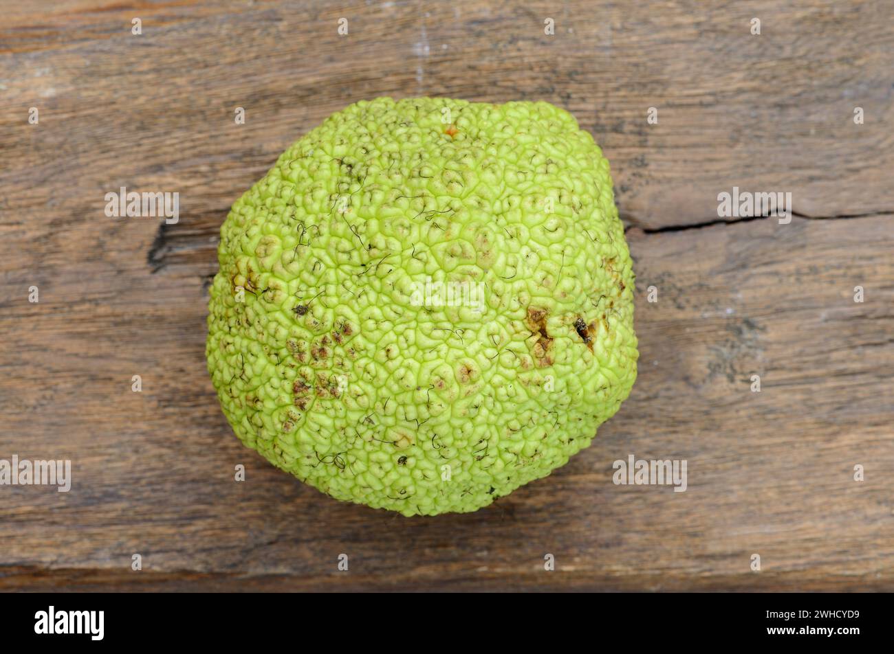 Milchorangenbaum (Maclura pomifera), Obst Stockfoto