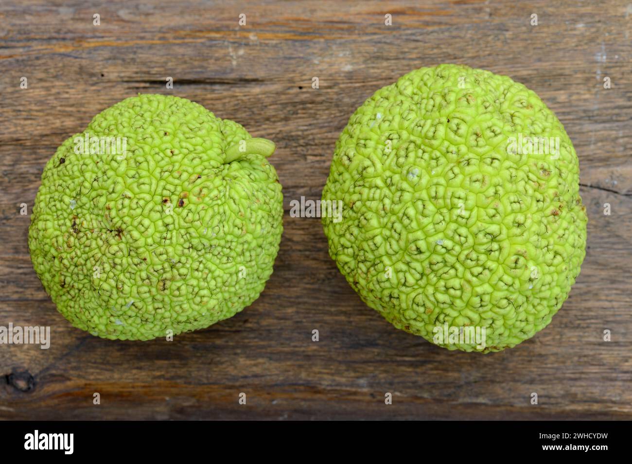 Milchorangenbaum (Maclura pomifera), Obst Stockfoto