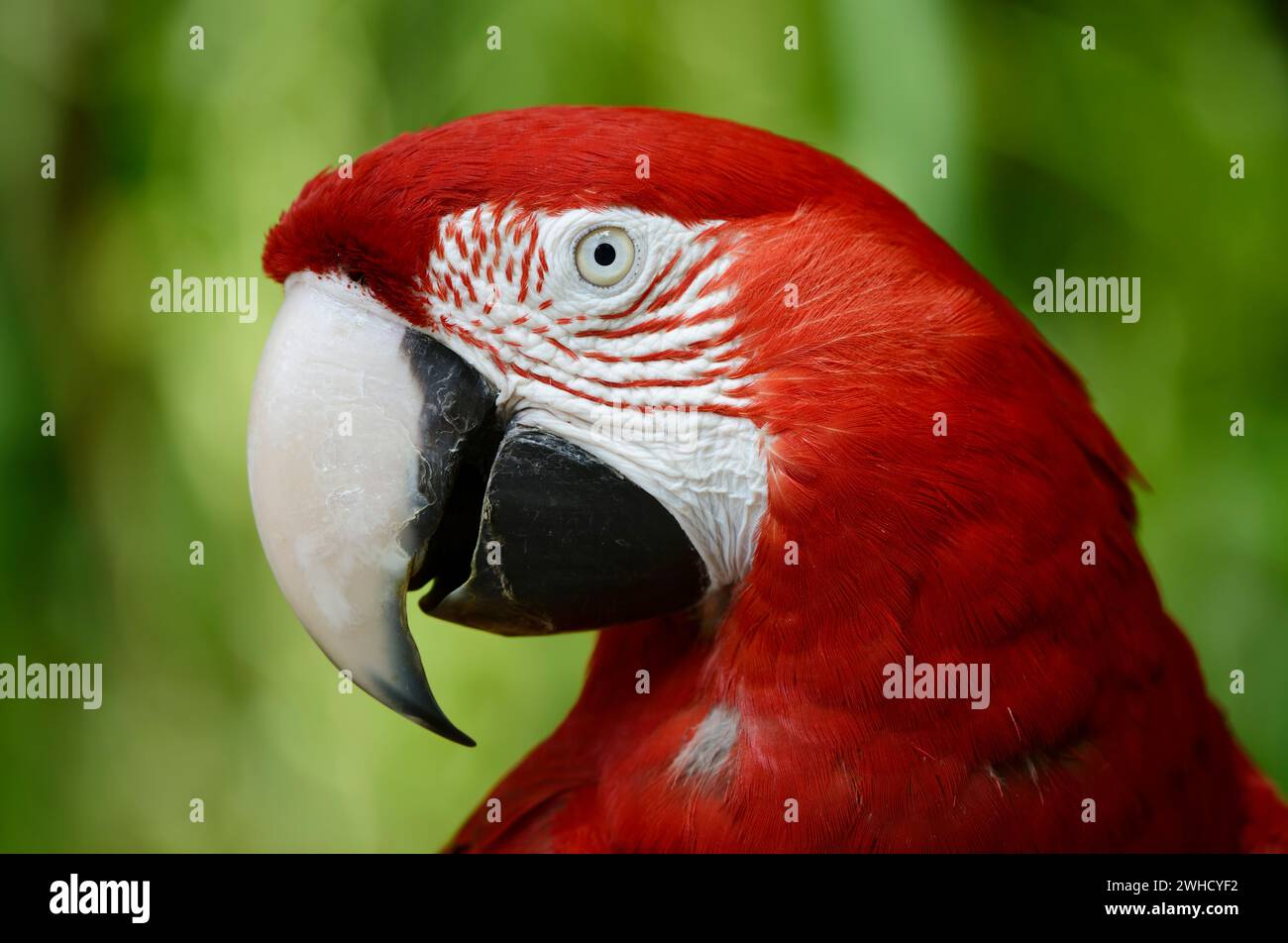 Dunkelroter Ara oder Grünflügelaras (Ara chloropterus, Ara chloroptera), Porträt Stockfoto