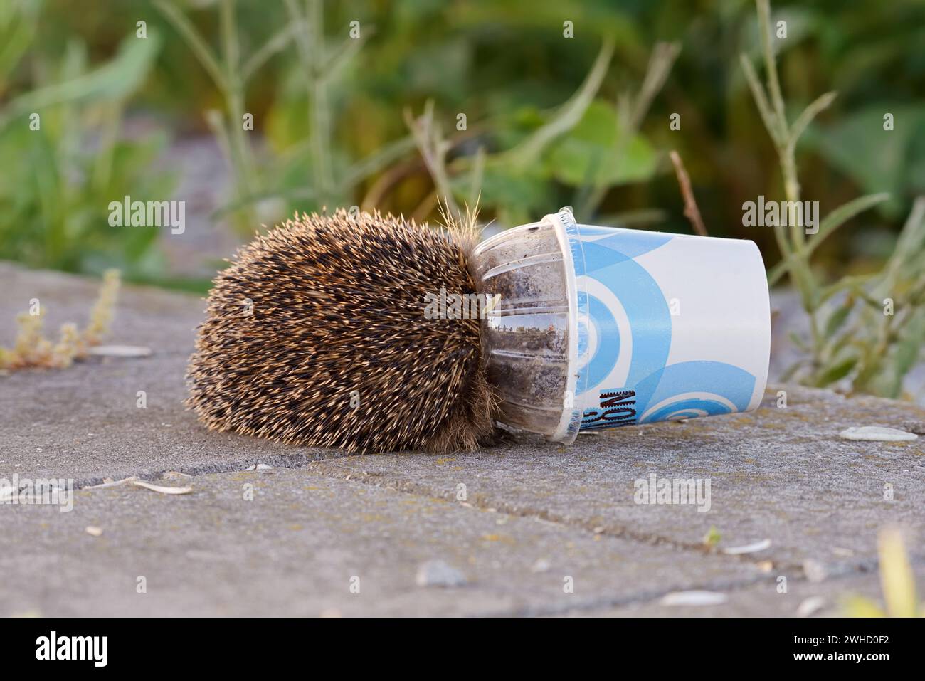 Braunbrust-Igel (Erinaceus europaeus) im Plastikdeckel eines Bechers, Nordrhein-Westfalen, Deutschland Stockfoto