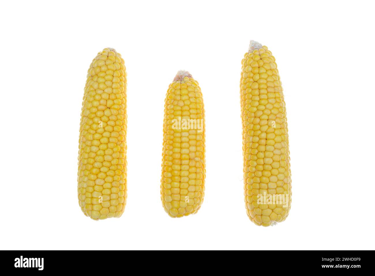 Mais (Zea mays), Mais auf dem Kolben Stockfoto