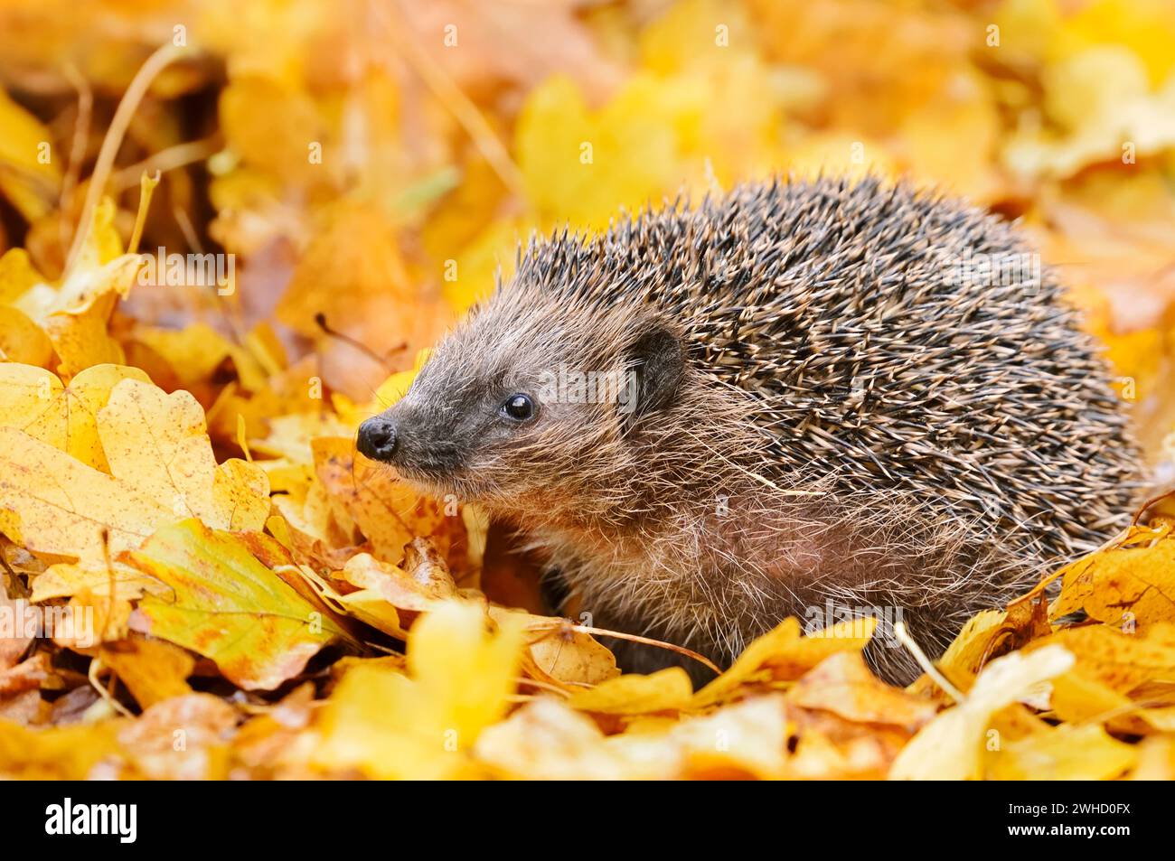 Braunbrust-Igel oder Westeuropäischer Igel (Erinaceus europaeus) im Herbst, Nordrhein-Westfalen, Deutschland Stockfoto