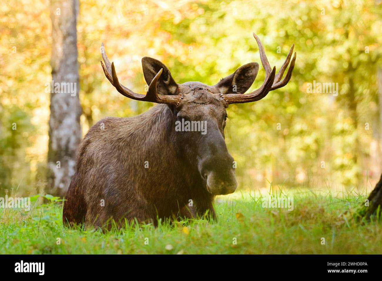 Eurasischer Elch (Alces alces alces), Bullenelch im Herbst Stockfoto