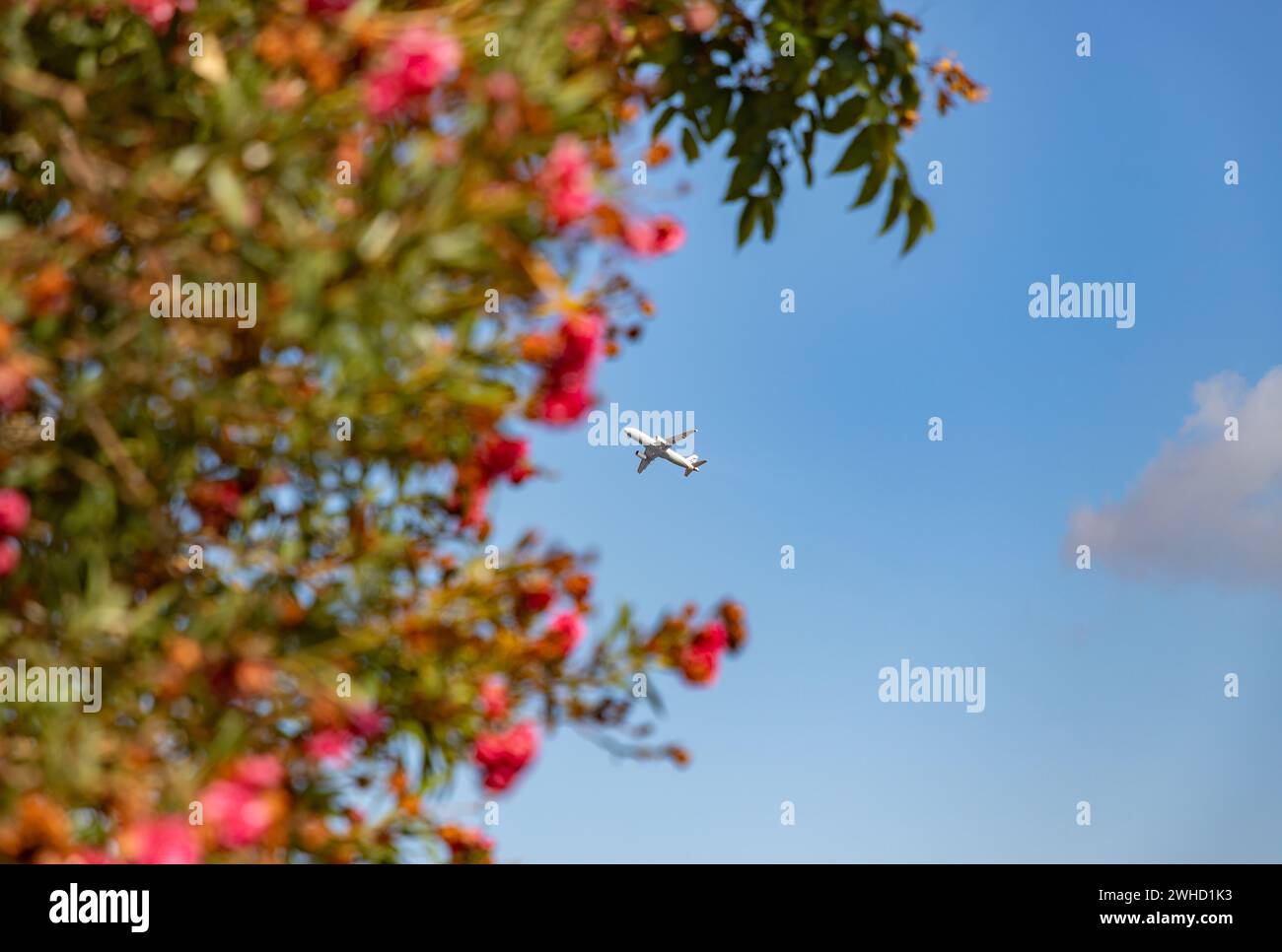 Ein Bild eines Flugzeugs, das über dem Himmel fliegt, mit Blumen im Vordergrund. Stockfoto