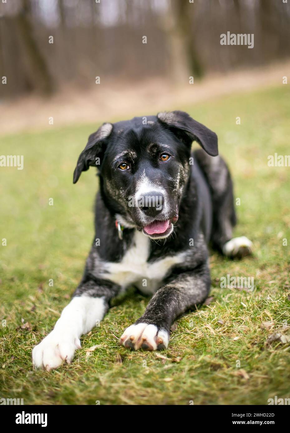 Ein Akita x Shepherd Mischhund, der mit einem entspannten Ausdruck im Gras liegt Stockfoto