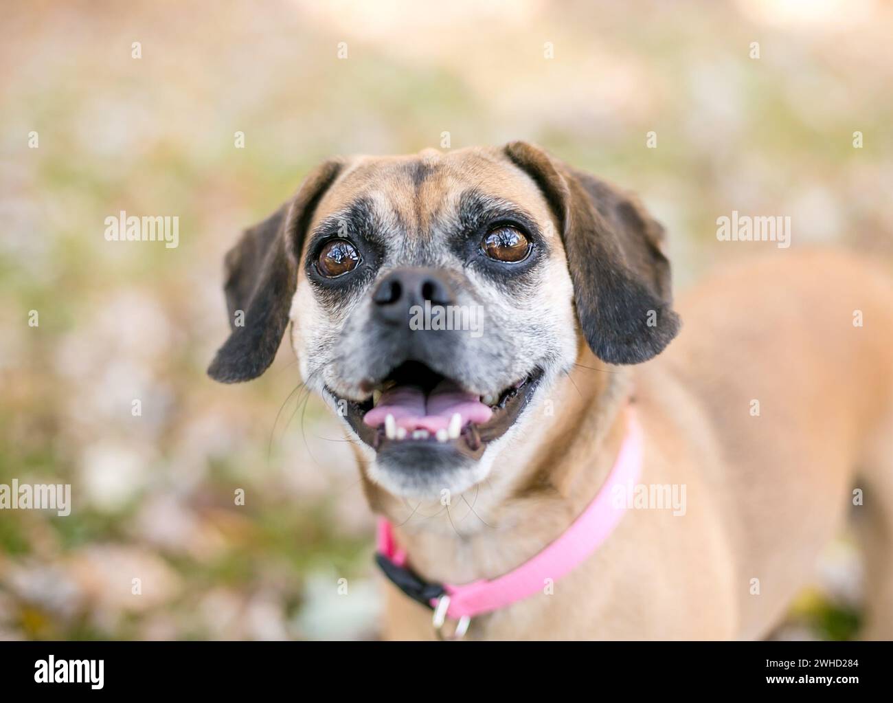 Ein Mops x Beagle Mischhund, auch bekannt als „Puggle“, trägt einen rosafarbenen Kragen Stockfoto