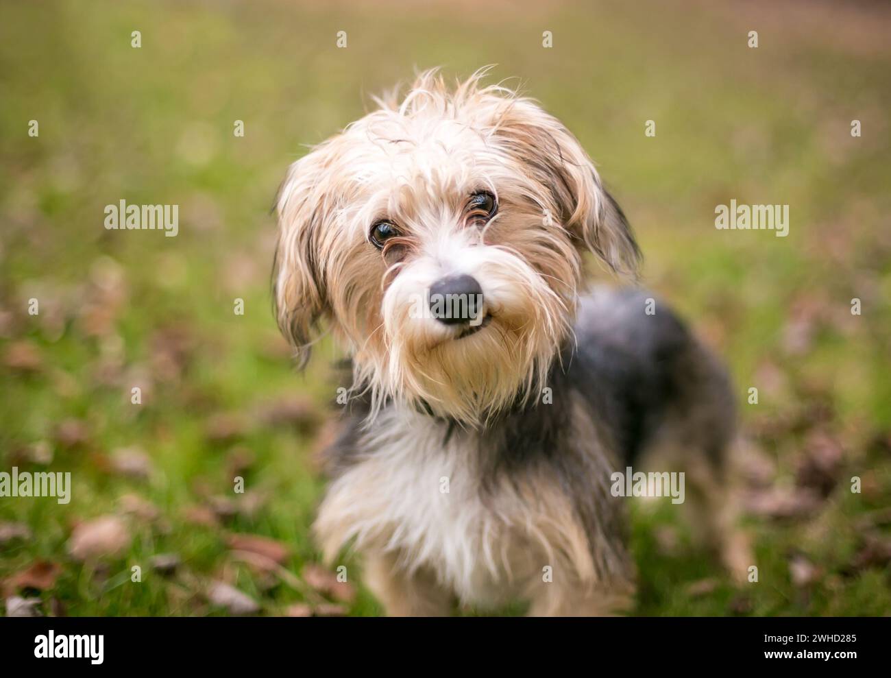 Ein Maltese x Yorkshire Terrier Mischhund, auch bekannt als Morkie, hört mit einer Kopfneigung zu Stockfoto