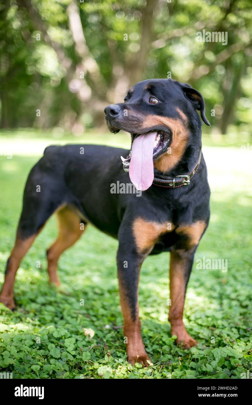 Ein Rottweiler-Hund mit einer riesigen, langen Zunge, die draußen keucht Stockfoto