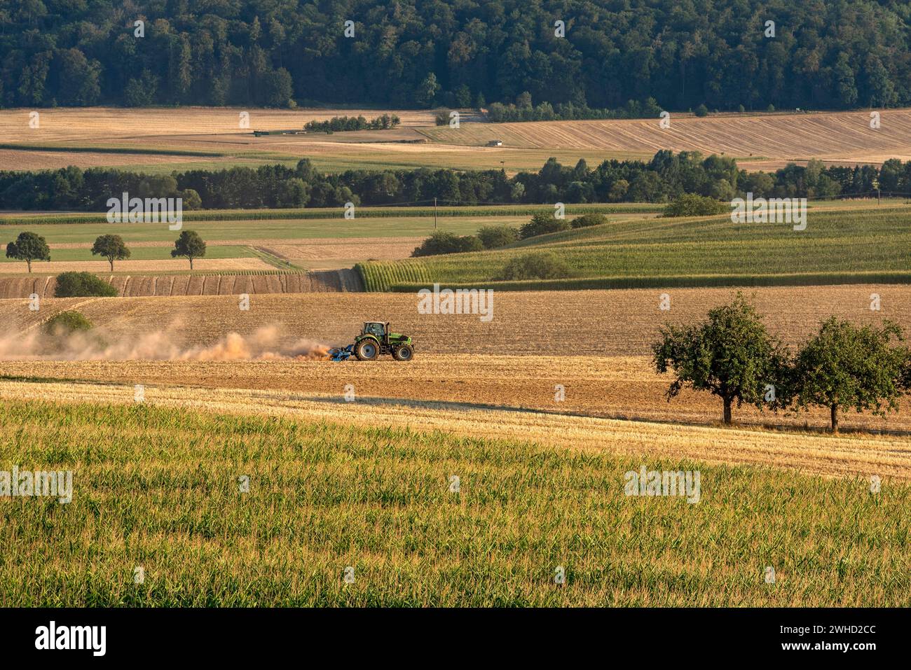 Traktor mit Pflug, der ausgetrockneten Boden, Staubwolke, Staub, trocken, Maisfeld, Feld, Boden, Pflügen, Ausgraben, Kulturlandschaft Stockfoto