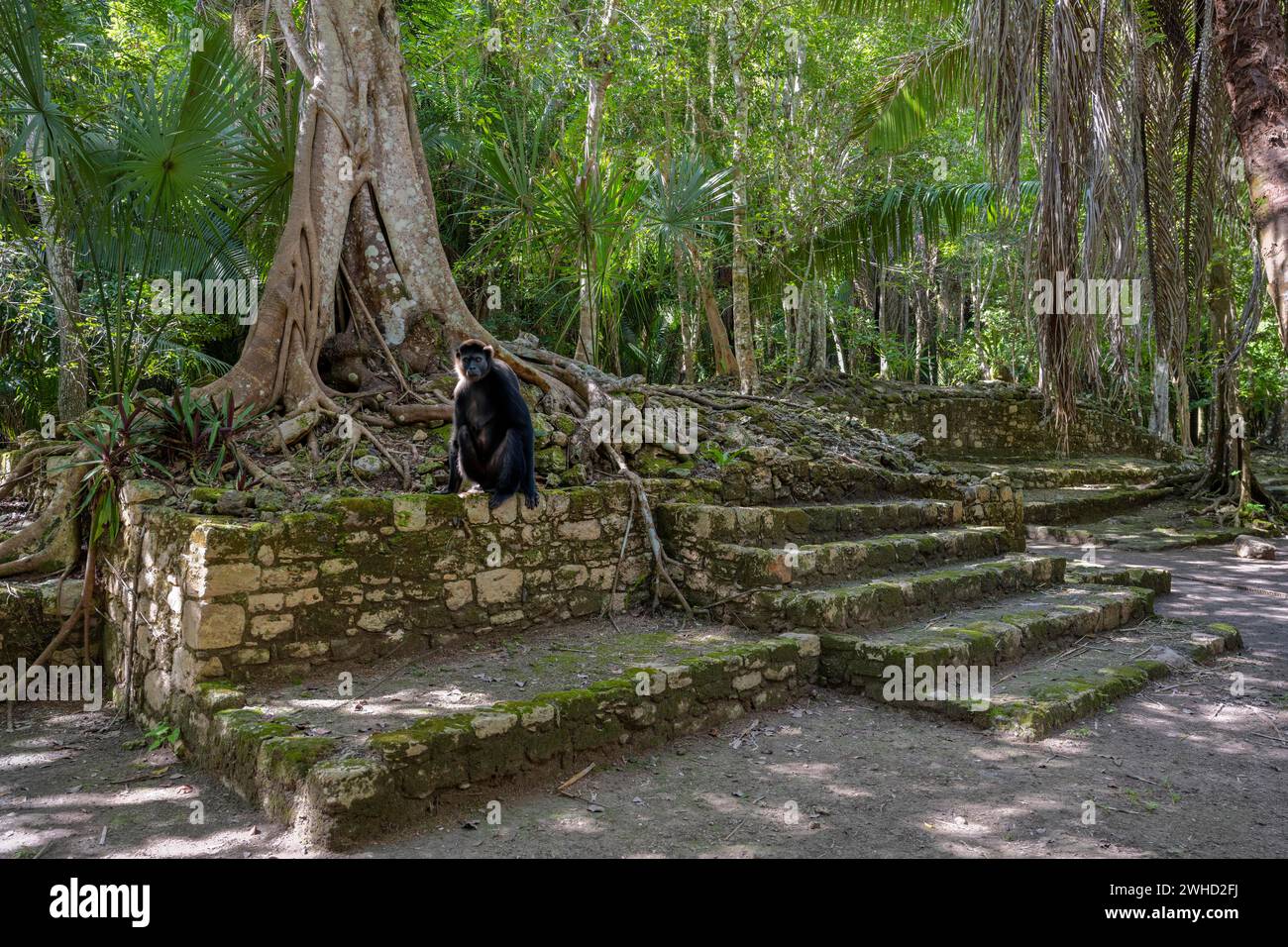 Maya-Kultur im Dschungel mit Brüllaffen Chacchoben Mexiko-Tier Stockfoto