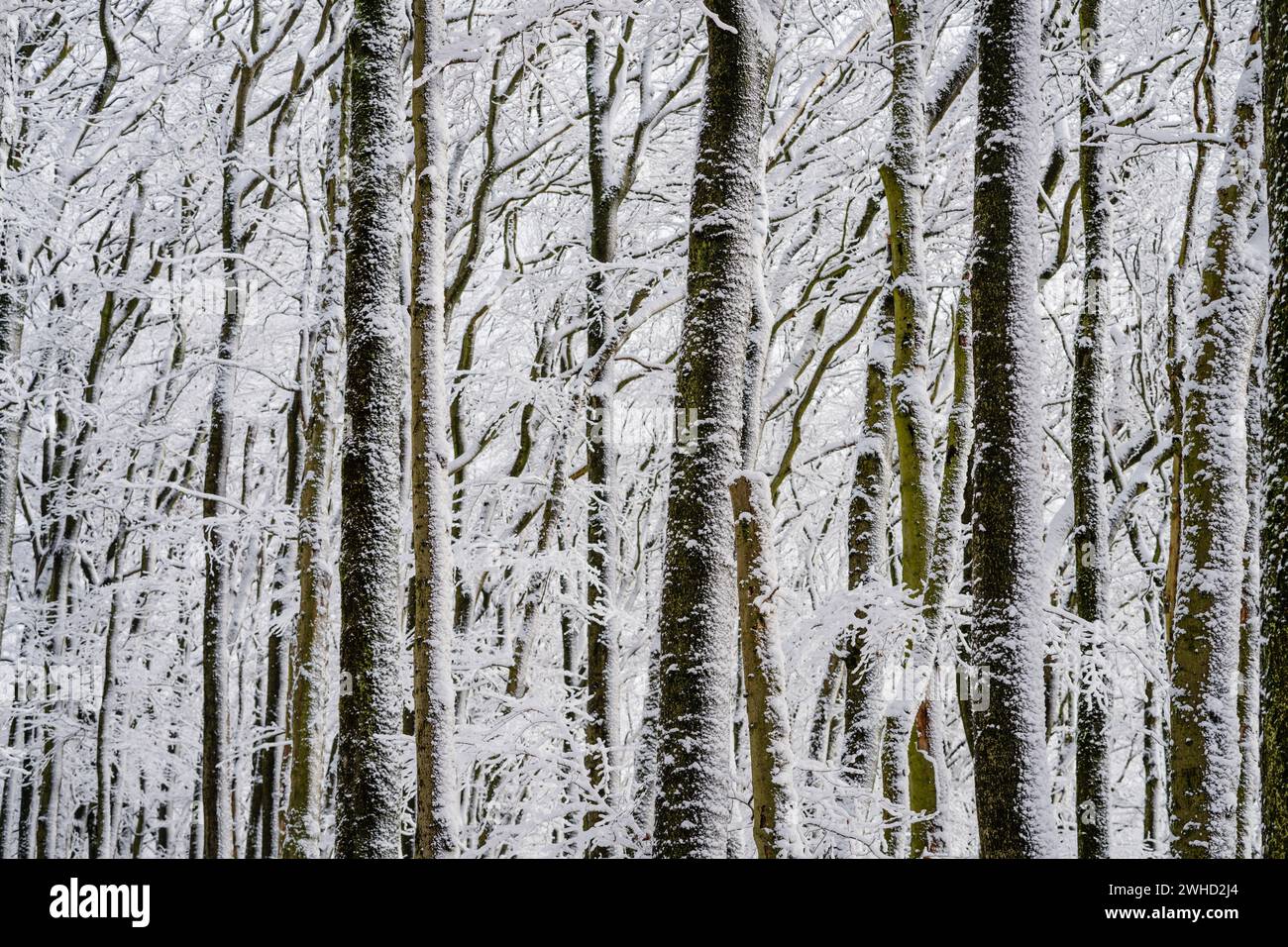 Bäume in einem winterlichen Wald füllen die schneebedeckten Stämme der Buchen das Motiv Stockfoto