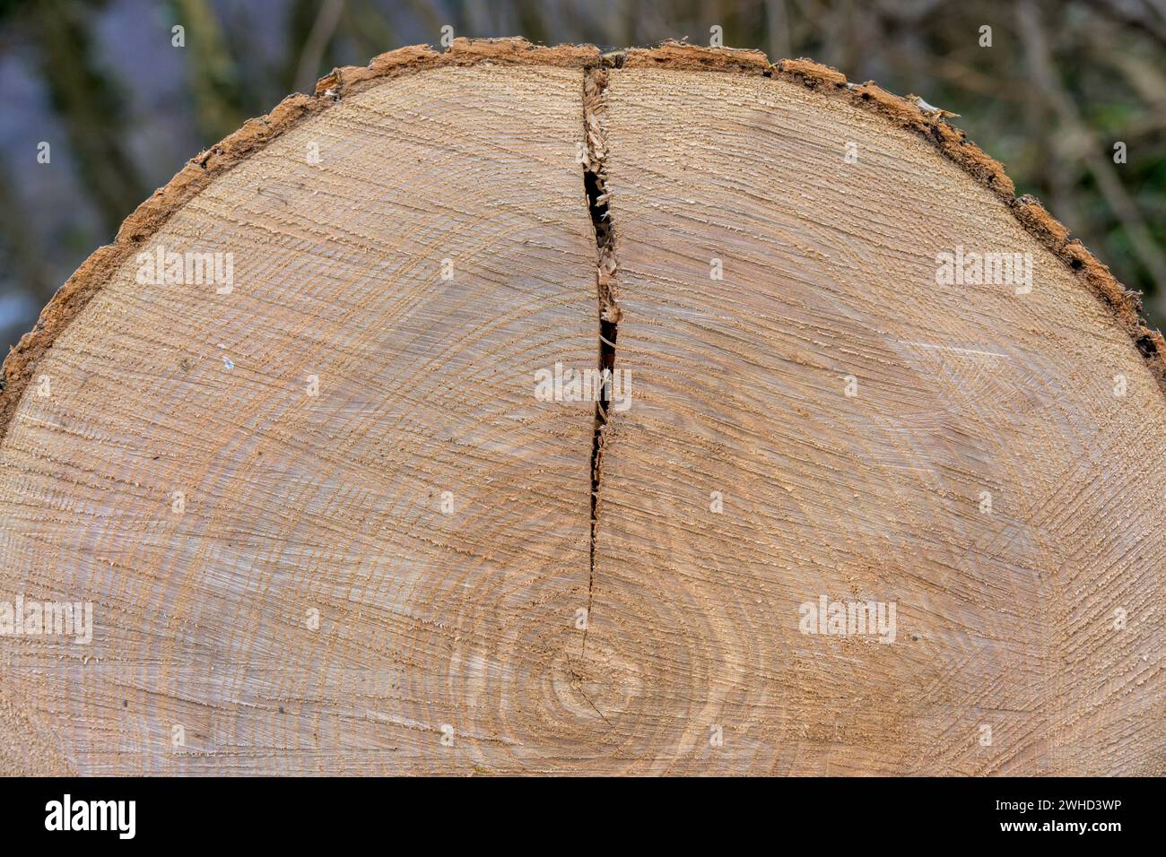 Baumscheibe mit trocknenden Rissen Stockfoto